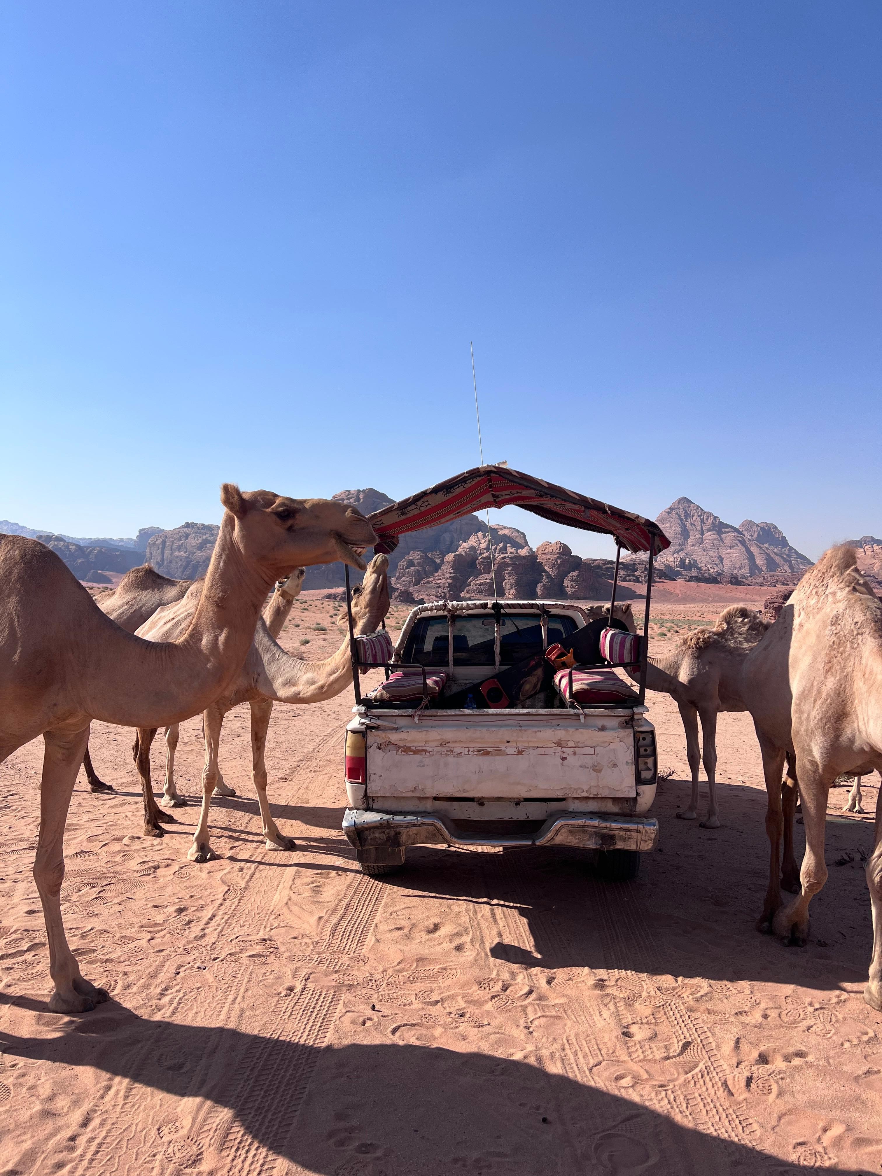 Wadi Rum Full-Day Jeep Tour, All Meals & Private Tent