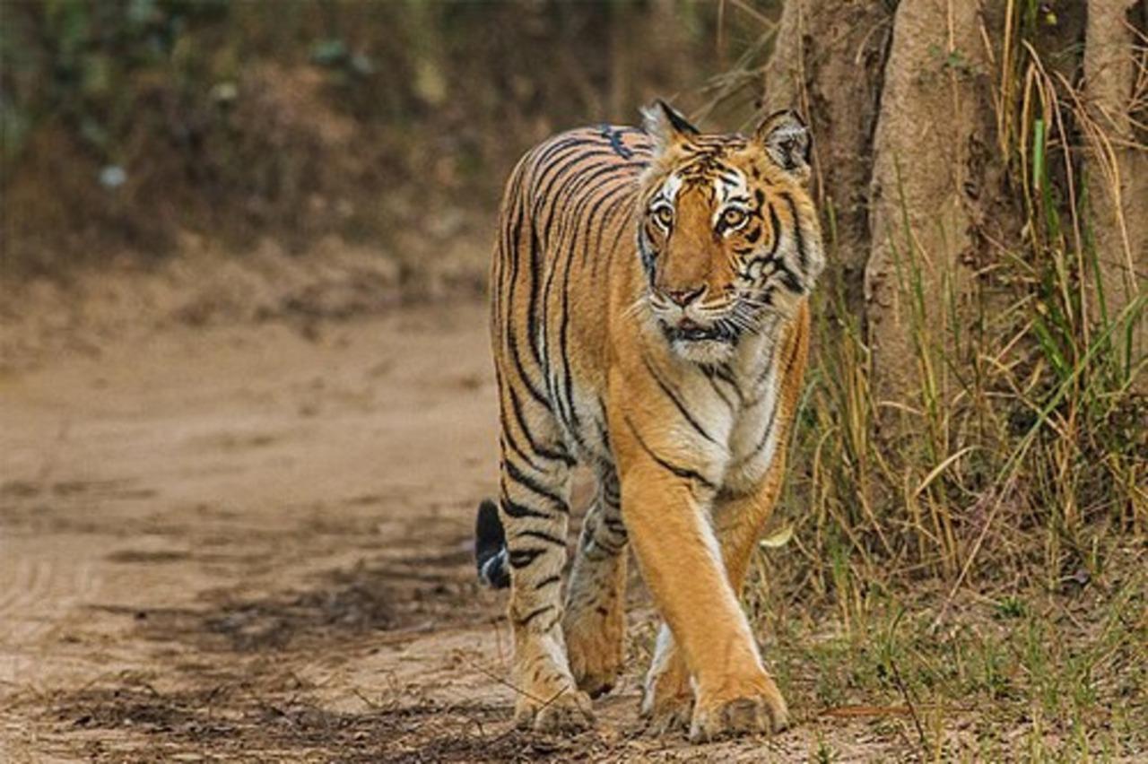 Delhi: Jim Corbett 2-Days National Park Tour with Transfers 2