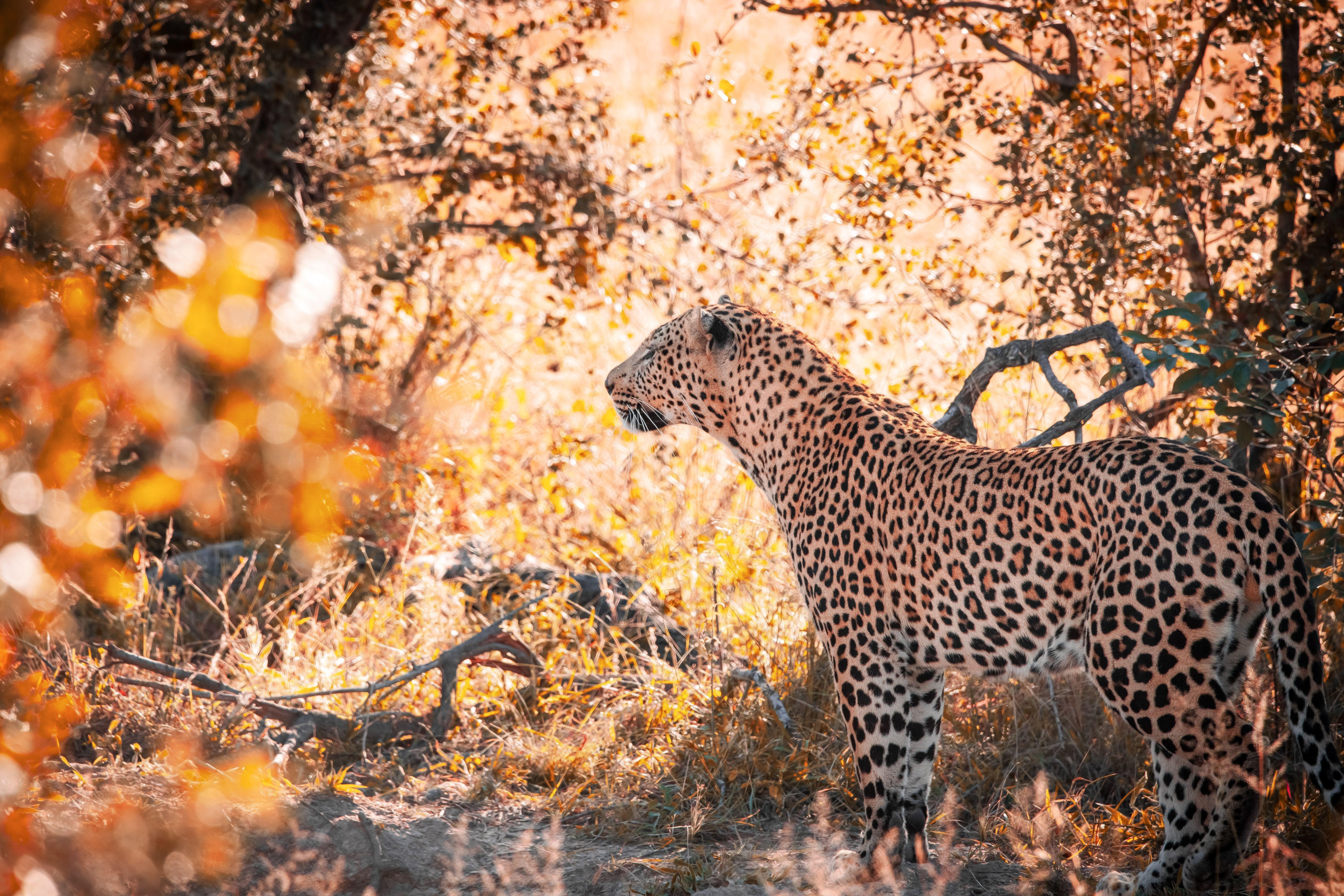 Jaipur: Wild Leopard Safari in Jhalana or Amagarh by Jeep