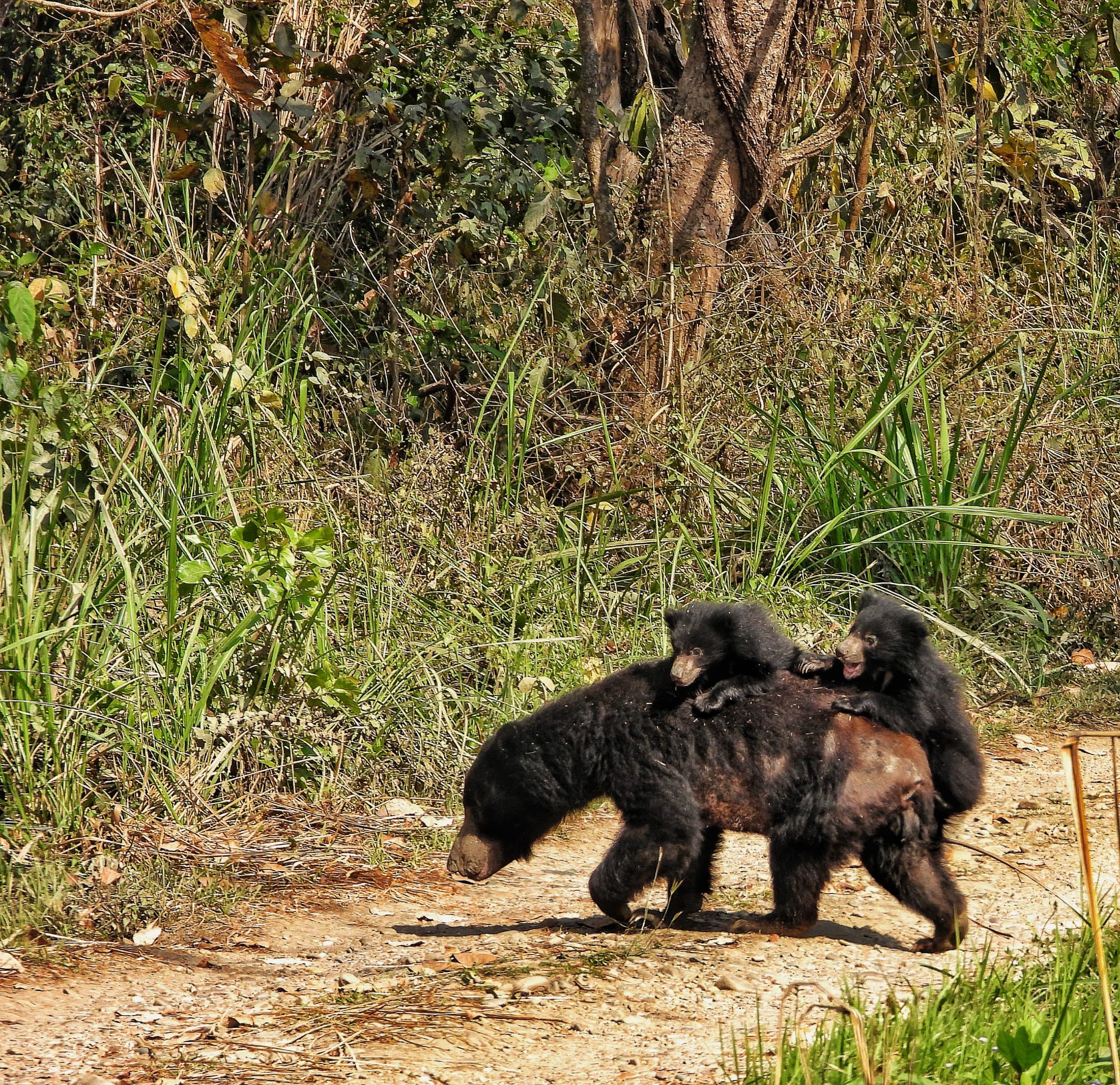 Chitwan: 4-Day Jungle Safari Full Package all inclusive 2