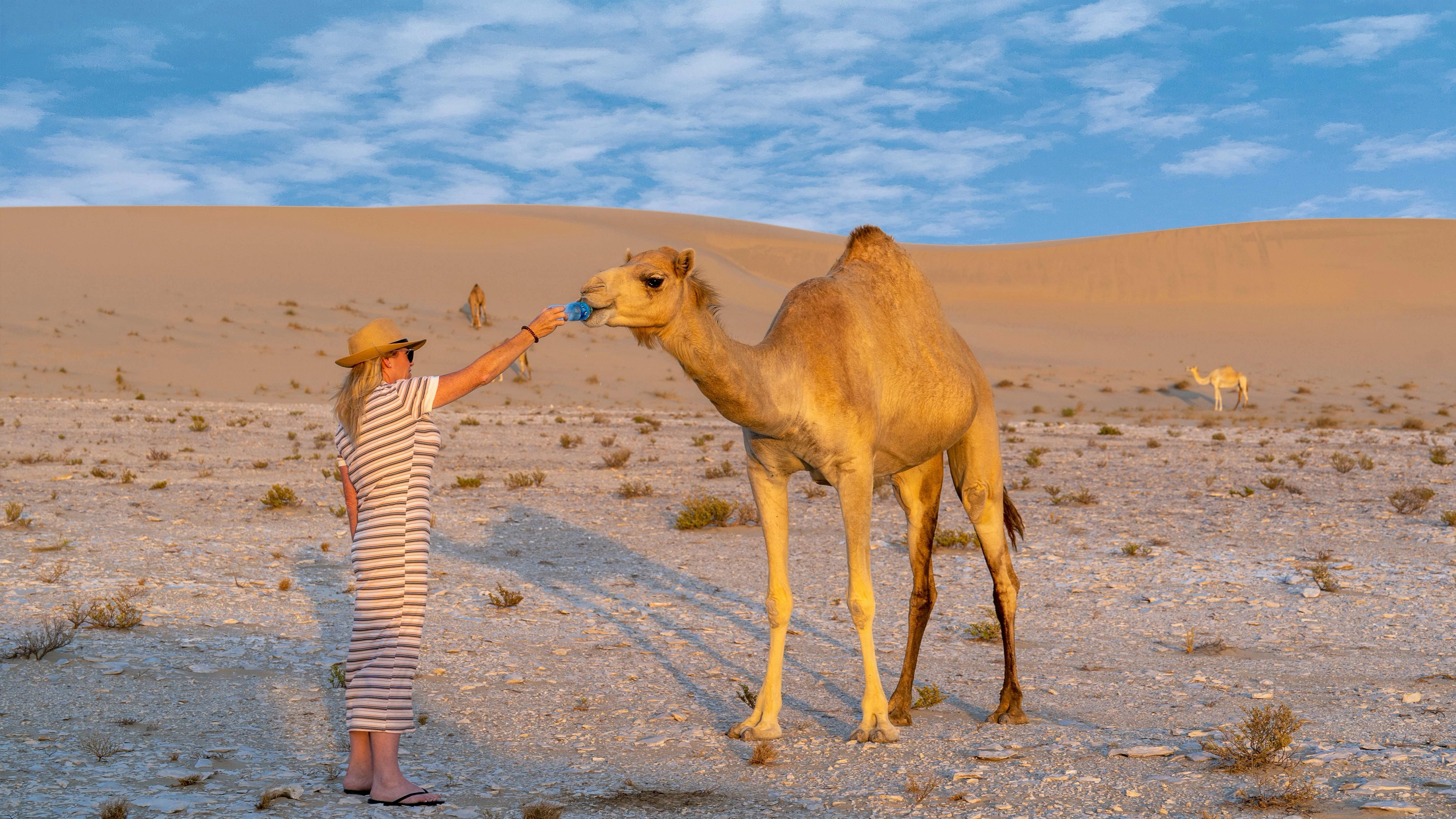 Doha Desert Long Camel Ride Experience on Dunes 3