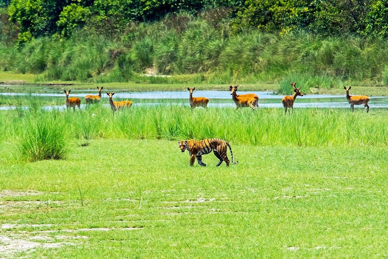 From Kathmandu/Pokhara: Bardiya National Park 4-Day Tour