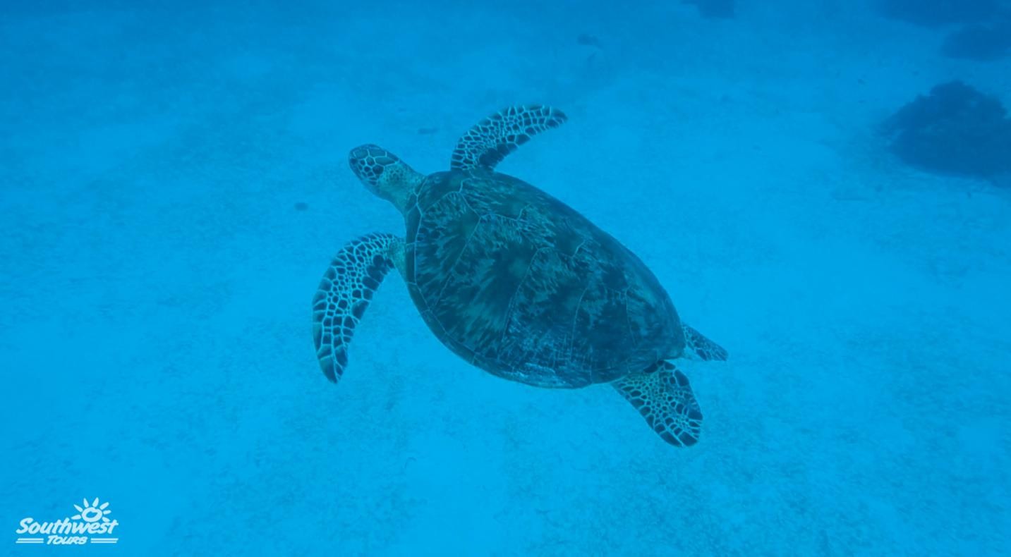 Panglao: Island Hopping Tour & Snorkeling by Southwest Tours 3