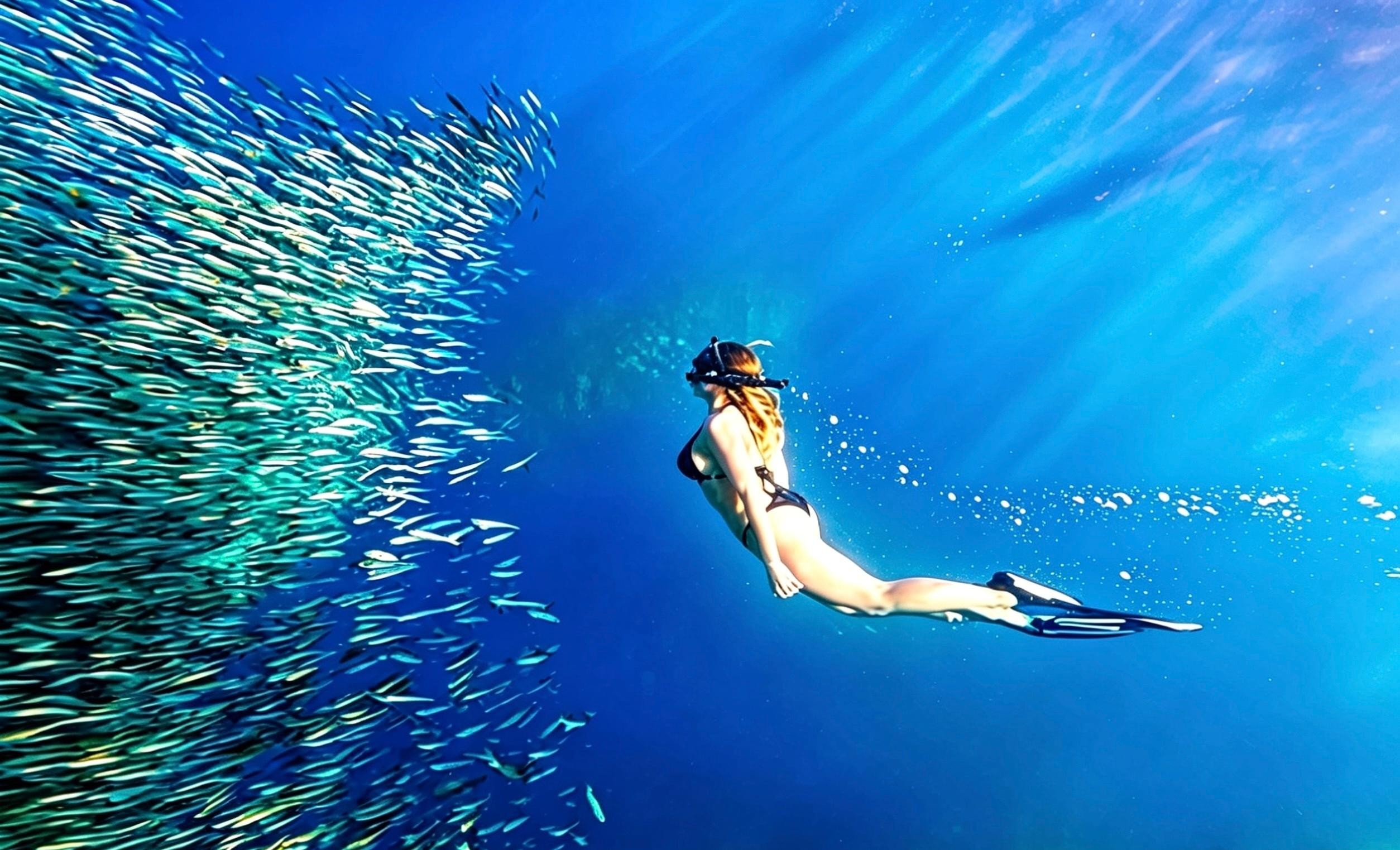 Cebu: Moalboal Island Hopping Paradise, Sardines Run 2