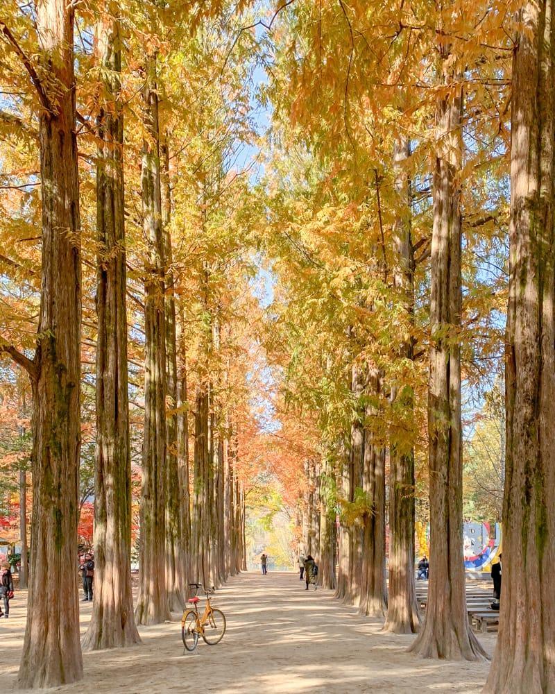 Seoul: Nami Island Private Day Tour with COEX & Café Pokpo 2
