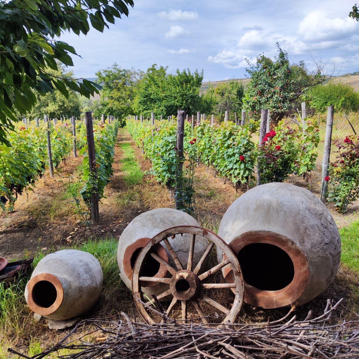 Tbilisi: Kakheti Harvest – Vineyards, Wine & Sighnaghi 2