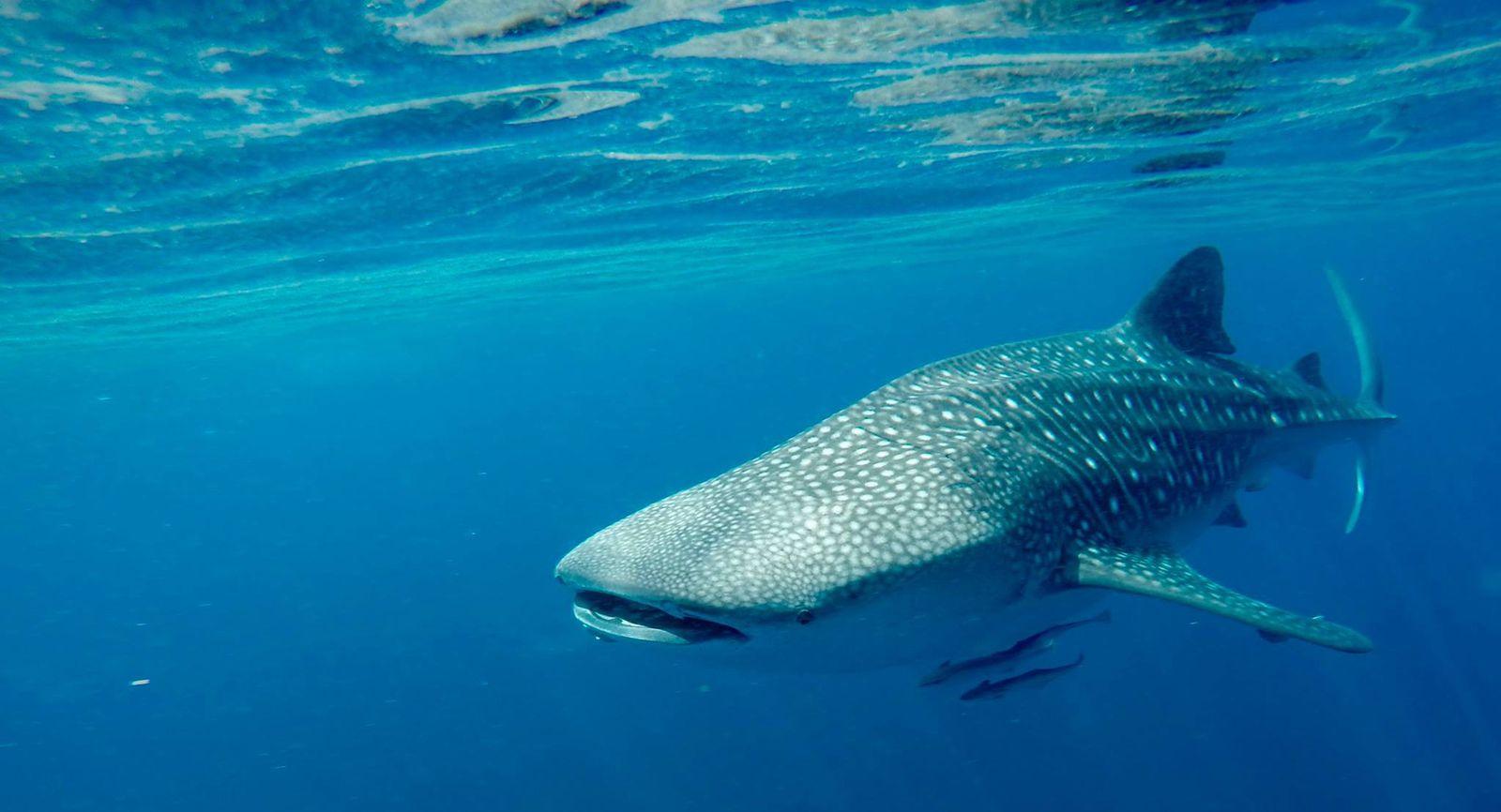 Muscat: Daymaniyat Islands Private Boat Tour with Snorkeling 2