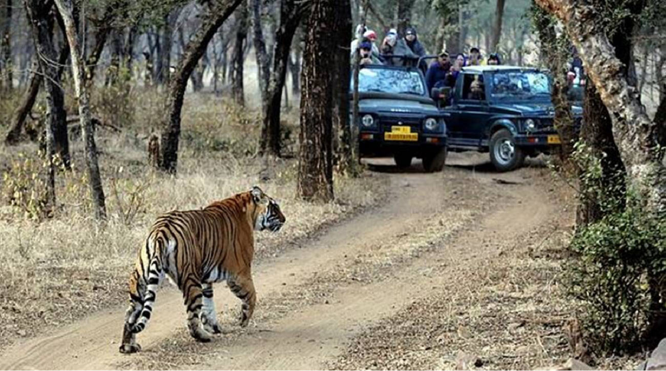 From Delhi: 4-Day Golden Triangle & Ranthambore Tiger Safari 2
