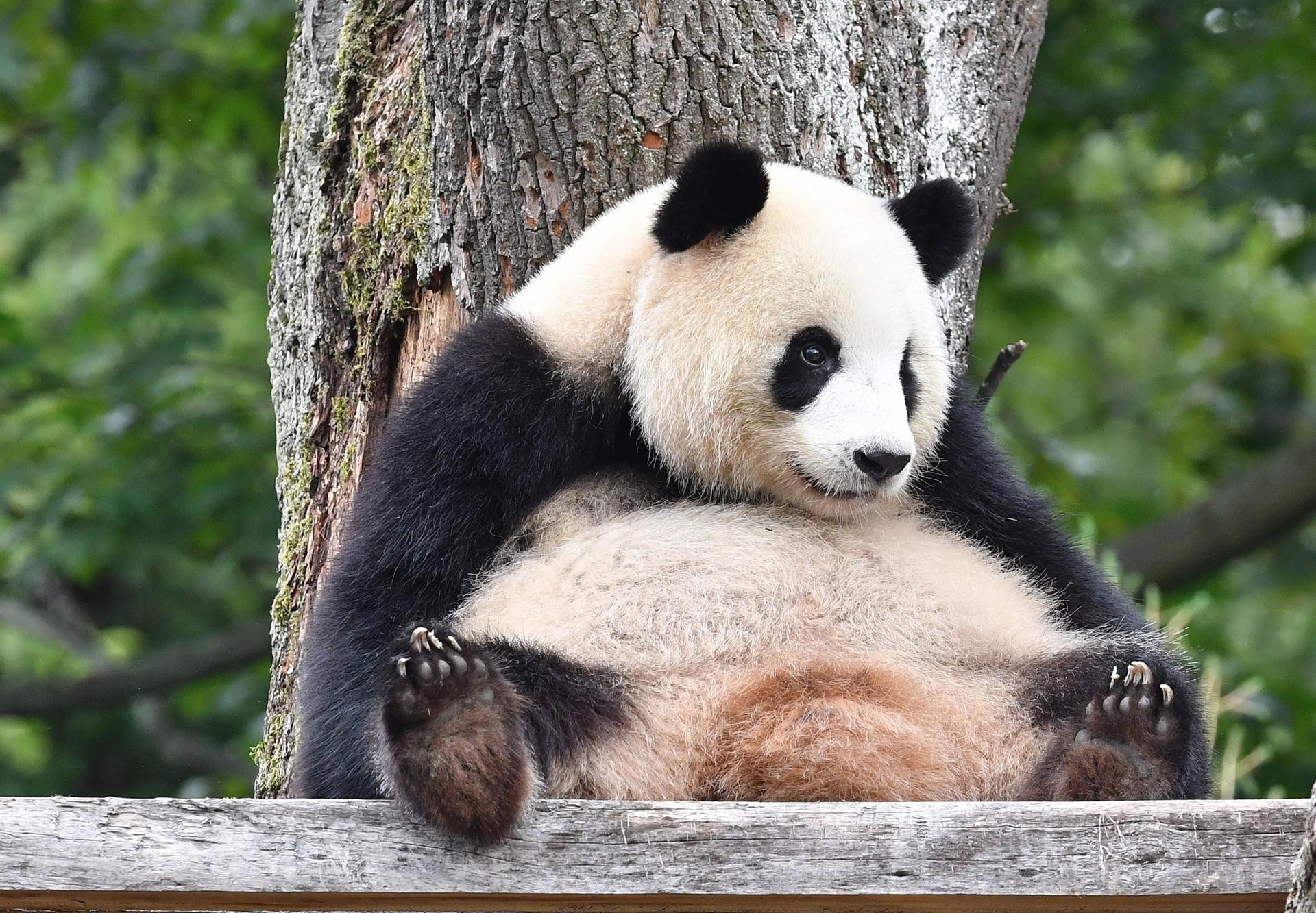 Beijing: Beijing Zoo Entry Ticket with Panda House 2