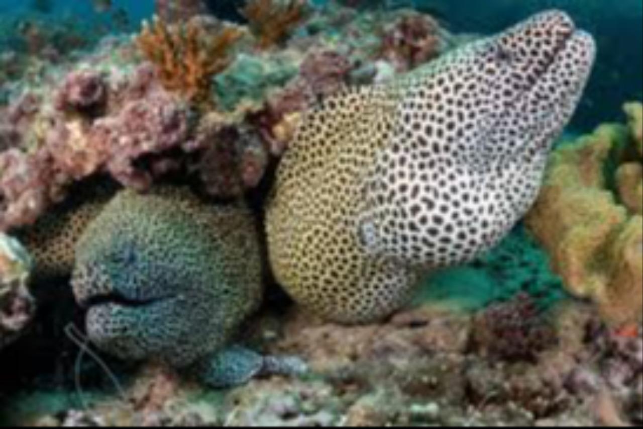 Salalah: Scuba Diving Discover Oman’s hidden underwater gems 2