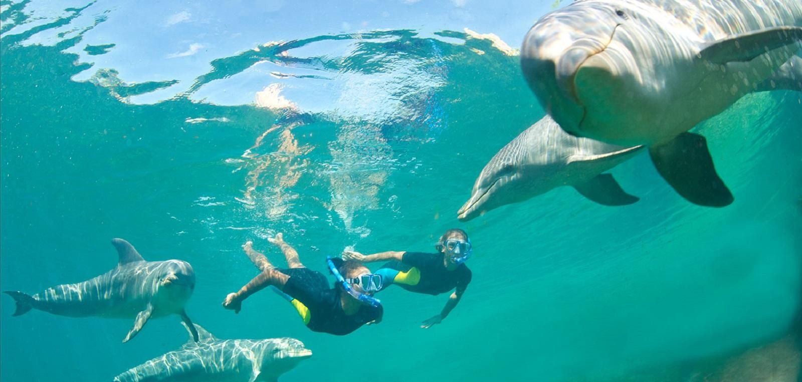 Muscat: 4-Hour Snorkeling Tour with Dolphin watching 3