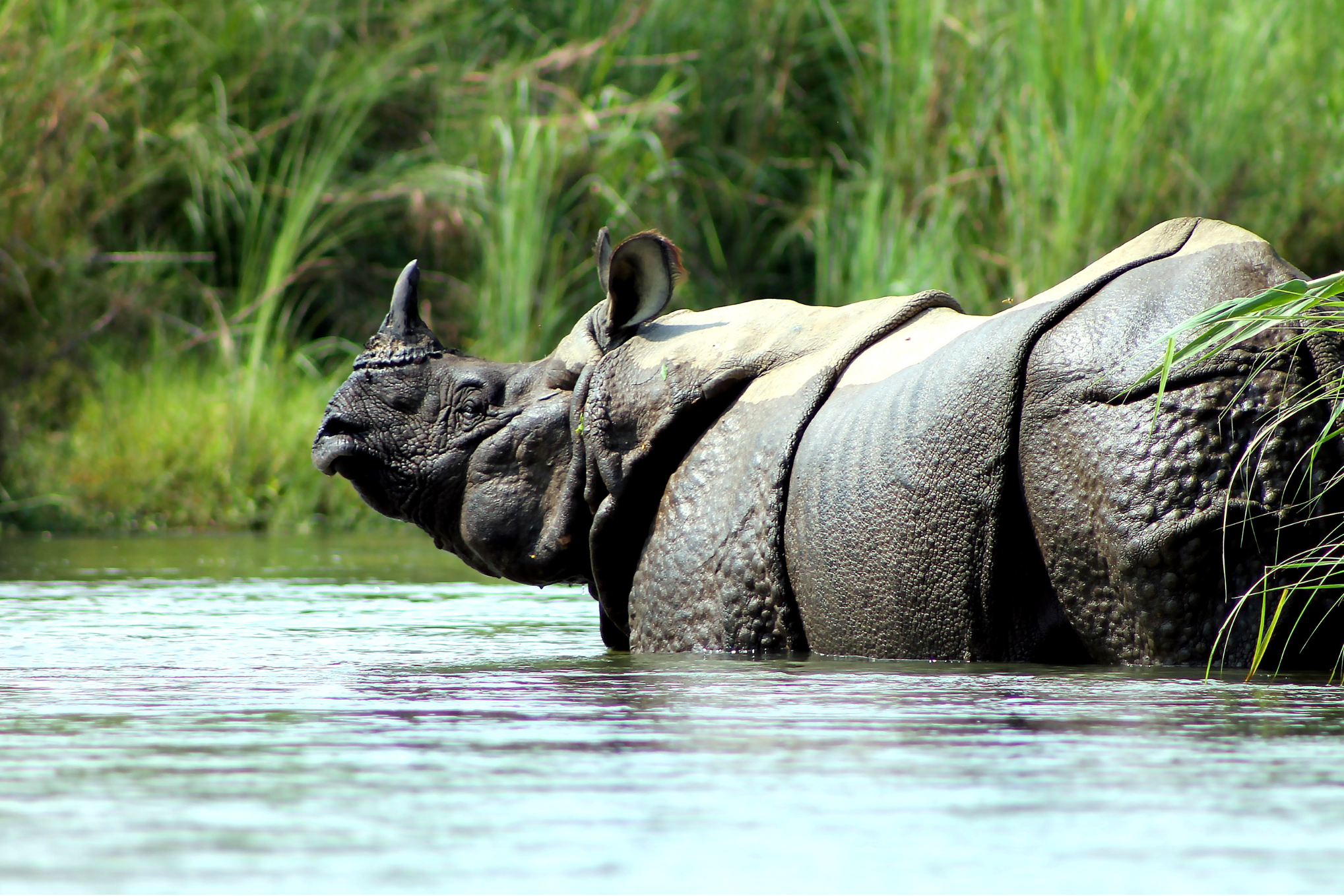 Pokhara to Chitwan: Culture, Wildlife & Jungle Safari Escape