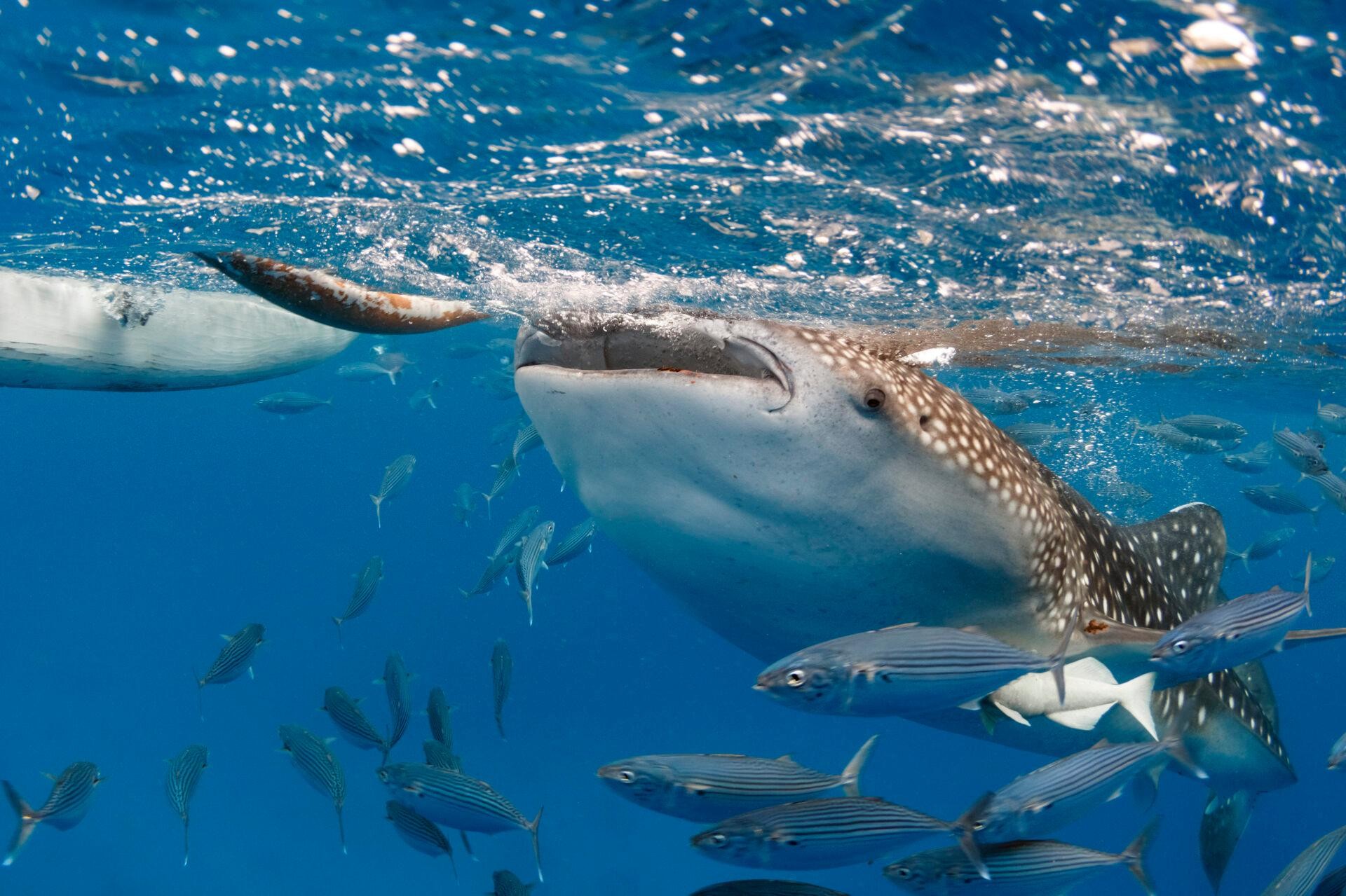 Oslob Whale Shark from Dumaguete City