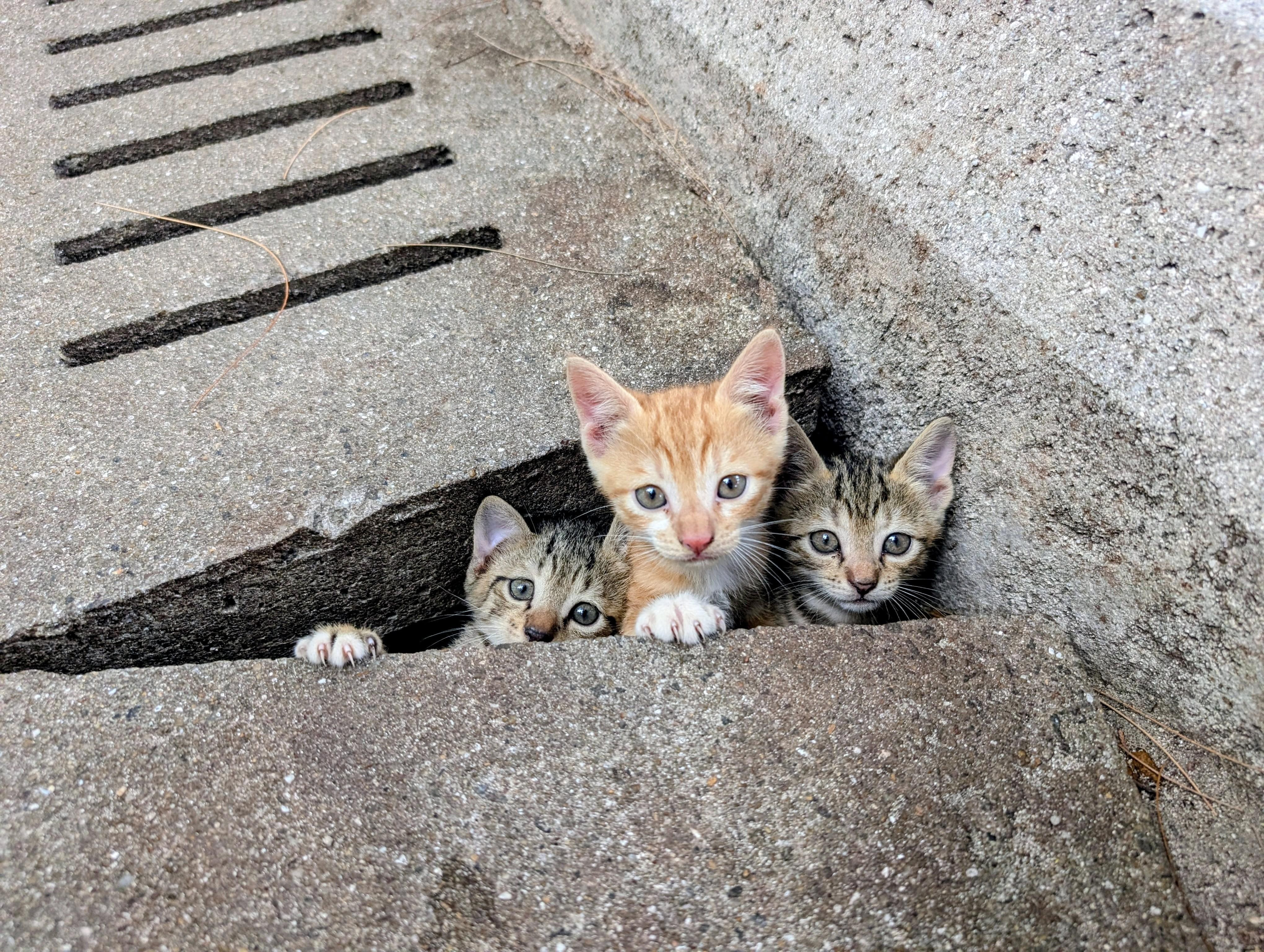 Malé: Visit a Local Cat Island with Guided Snorkeling 3