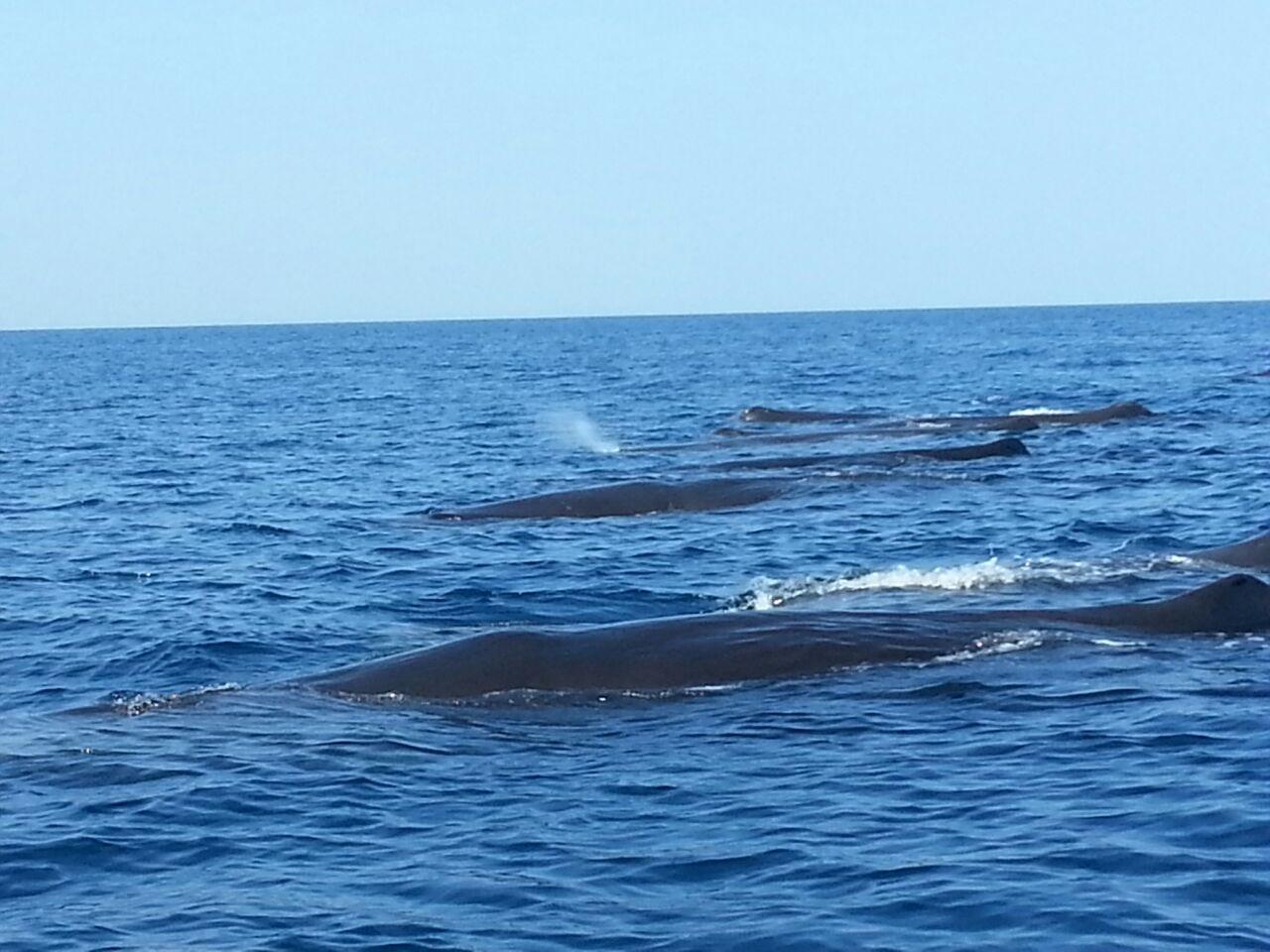 Muscat Dolphin Watching with Village Cruising Tour 3