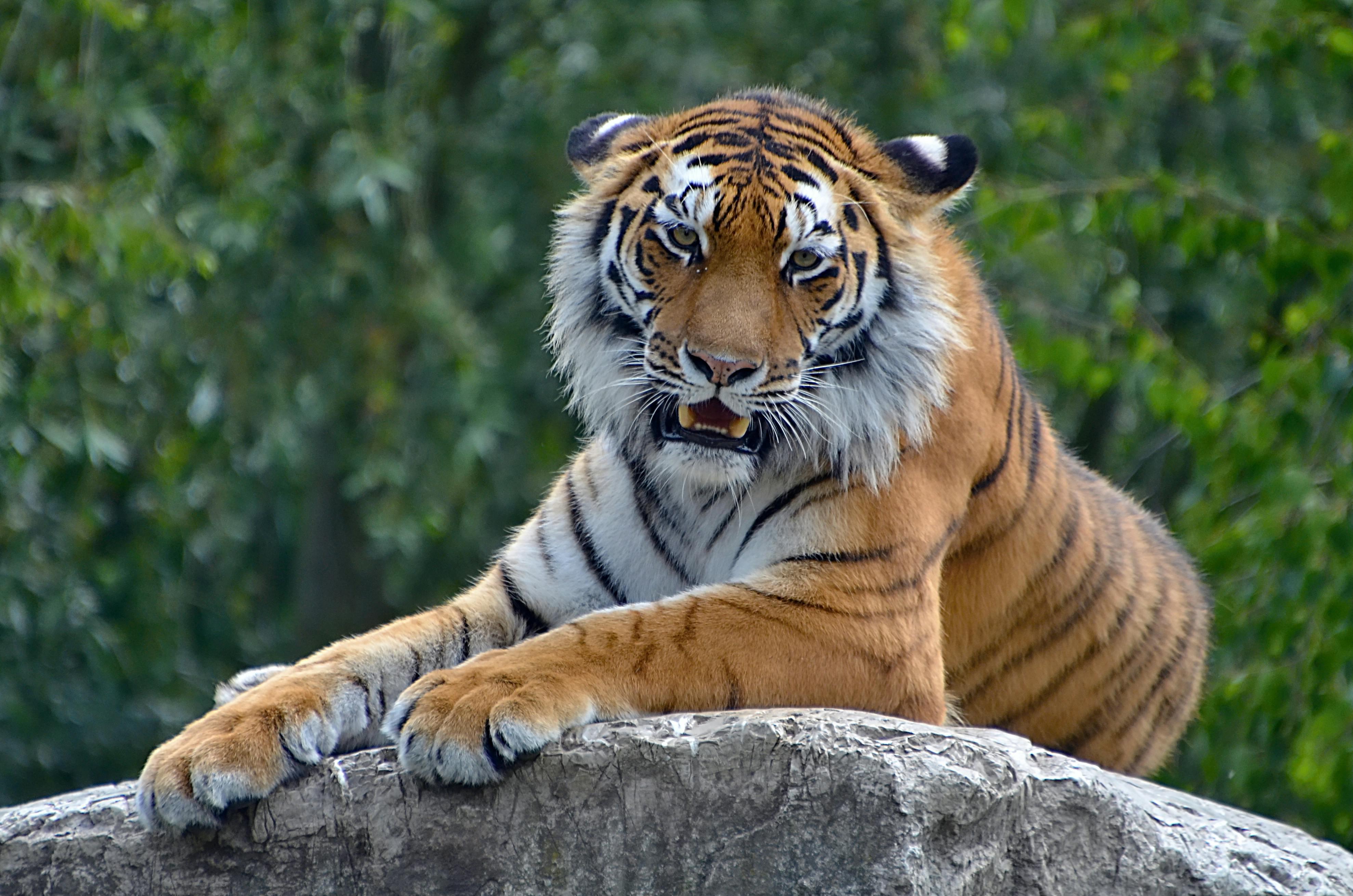 Kathmandu: 4-Day Bardiya Forest camp or Eco lodge