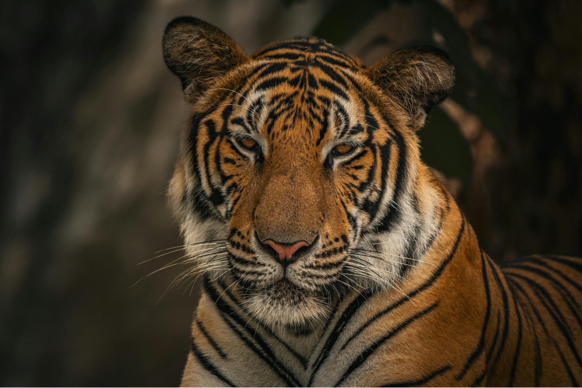 Pokhara to Chitwan: Culture, Wildlife & Jungle Safari Escape 2