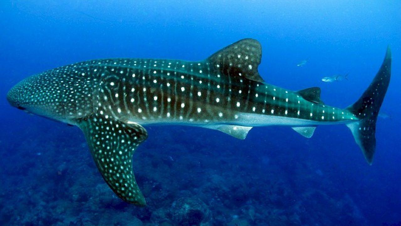 Cebu: Oslob Whaleshark Experience & Canyoneering Adventure 3