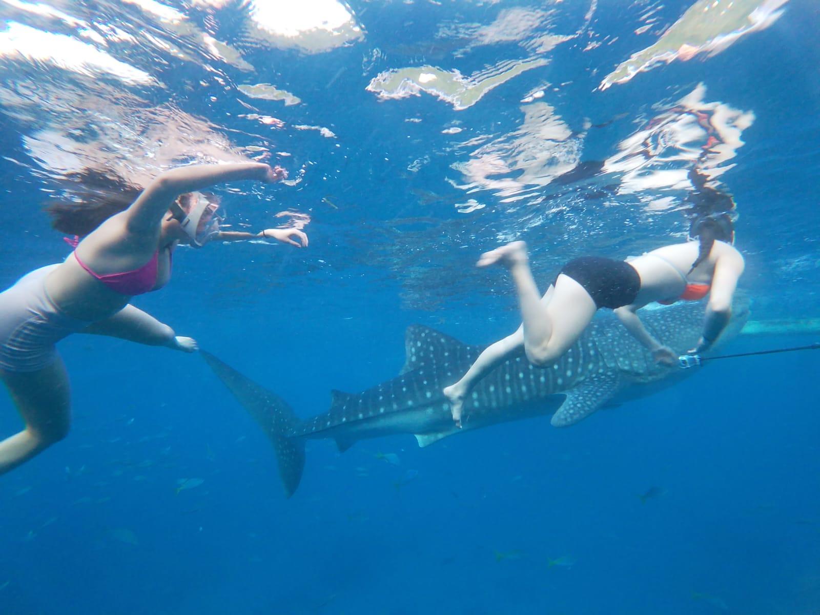 Cebu: Oslob Whale Shark Experience & Kawasan Canyoneering