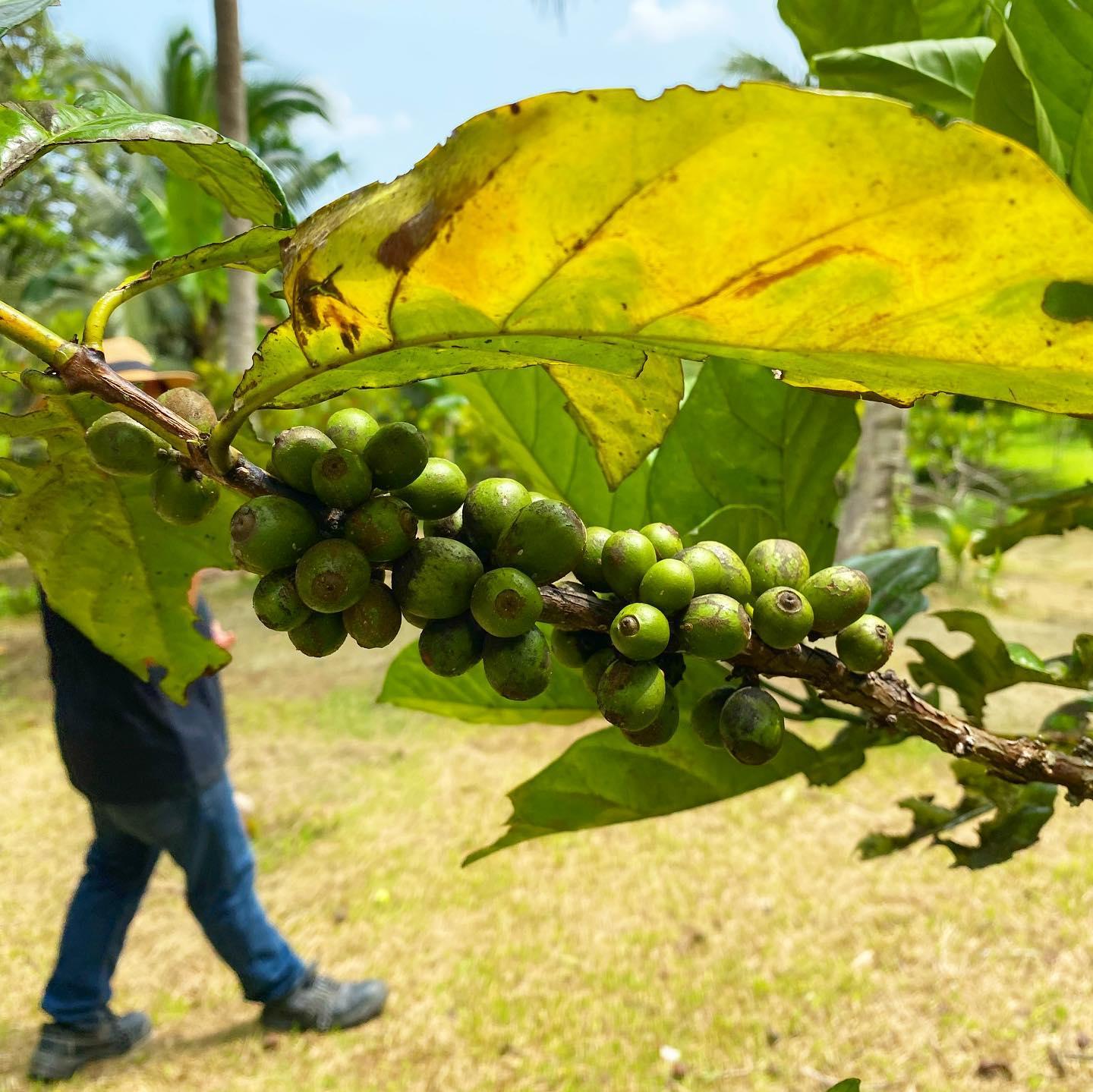 Manila: Coffee Farm Tour & Tasting Experience in Tagaytay 2