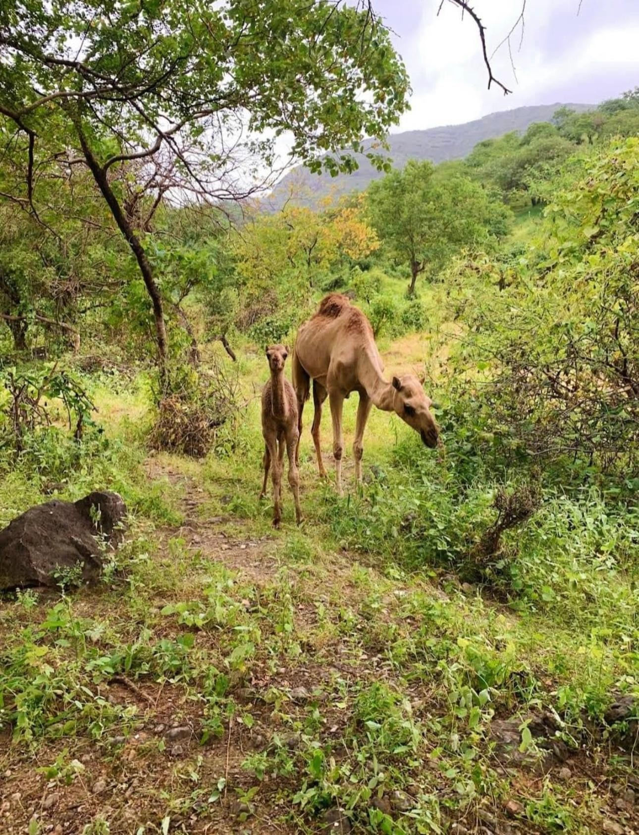 Full-Day Salalah Wonders: Wadi Darbat, Jabal Samhan & Baobab 3