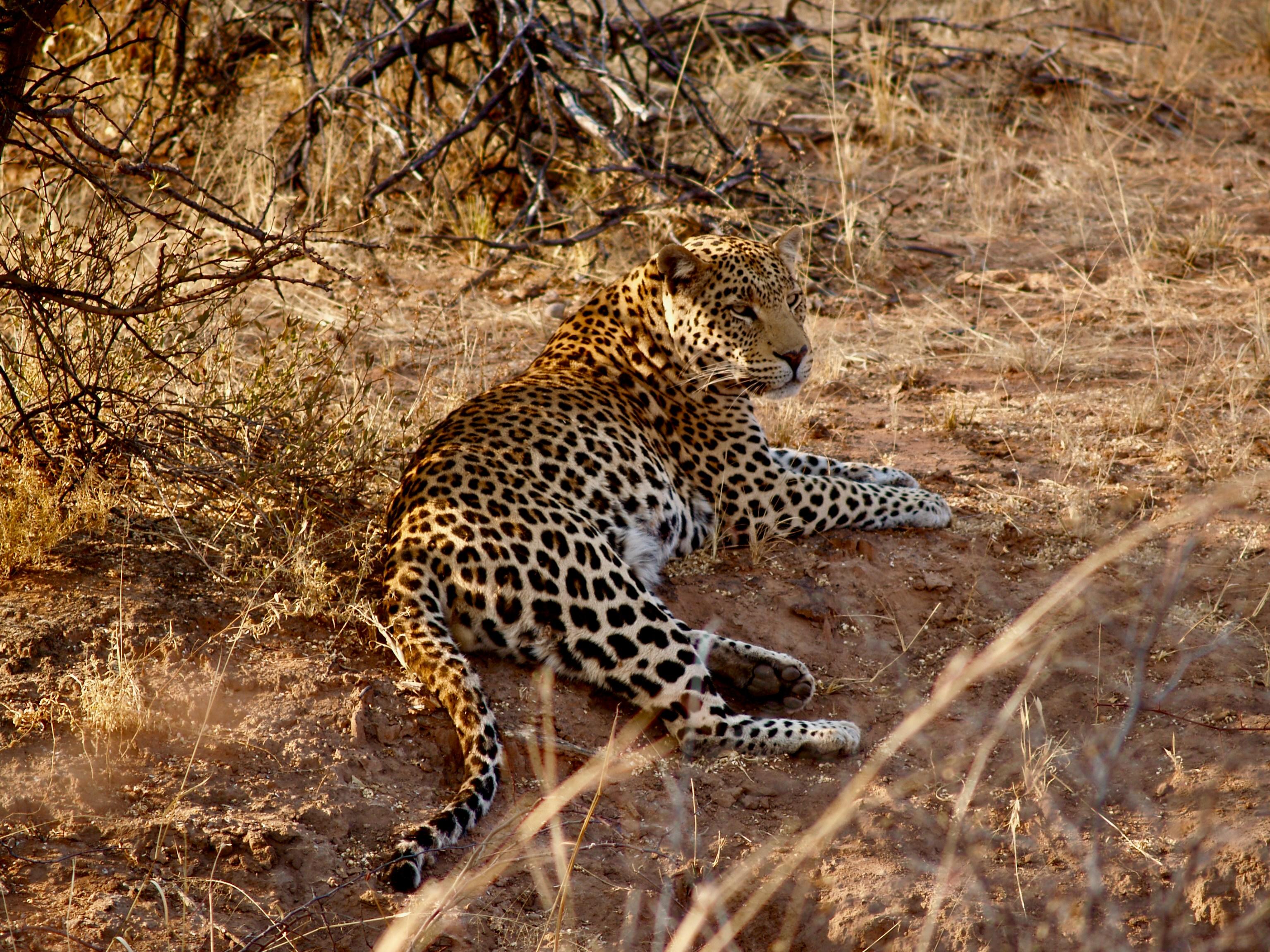 Jaipur: Jhalana Amagarh Leopard Reserve 4×4 Jeep Safari 3