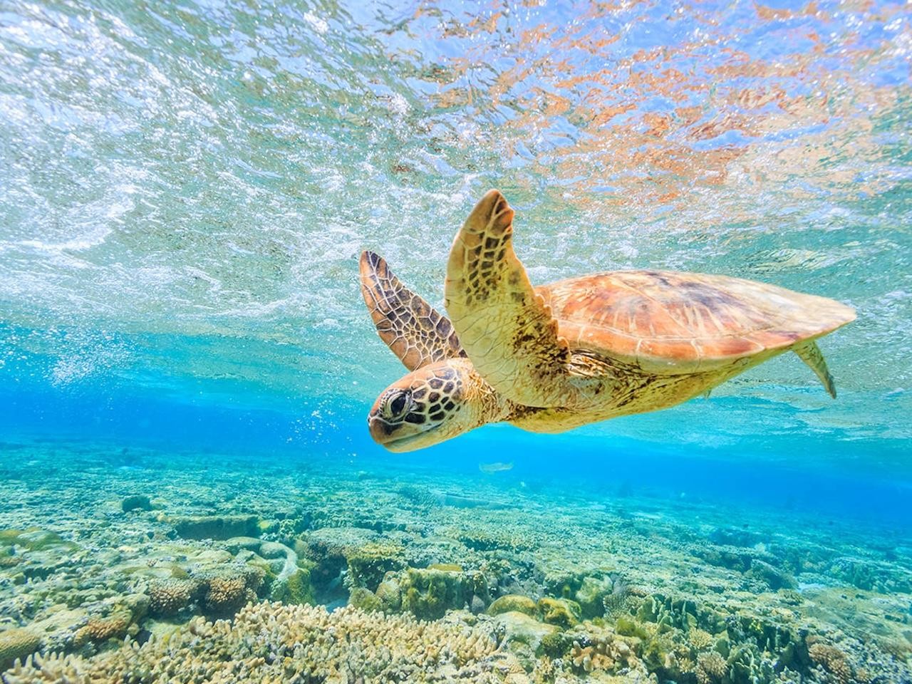 Oman's Daymaniyat Turtles + Village & Home Lunch Experience