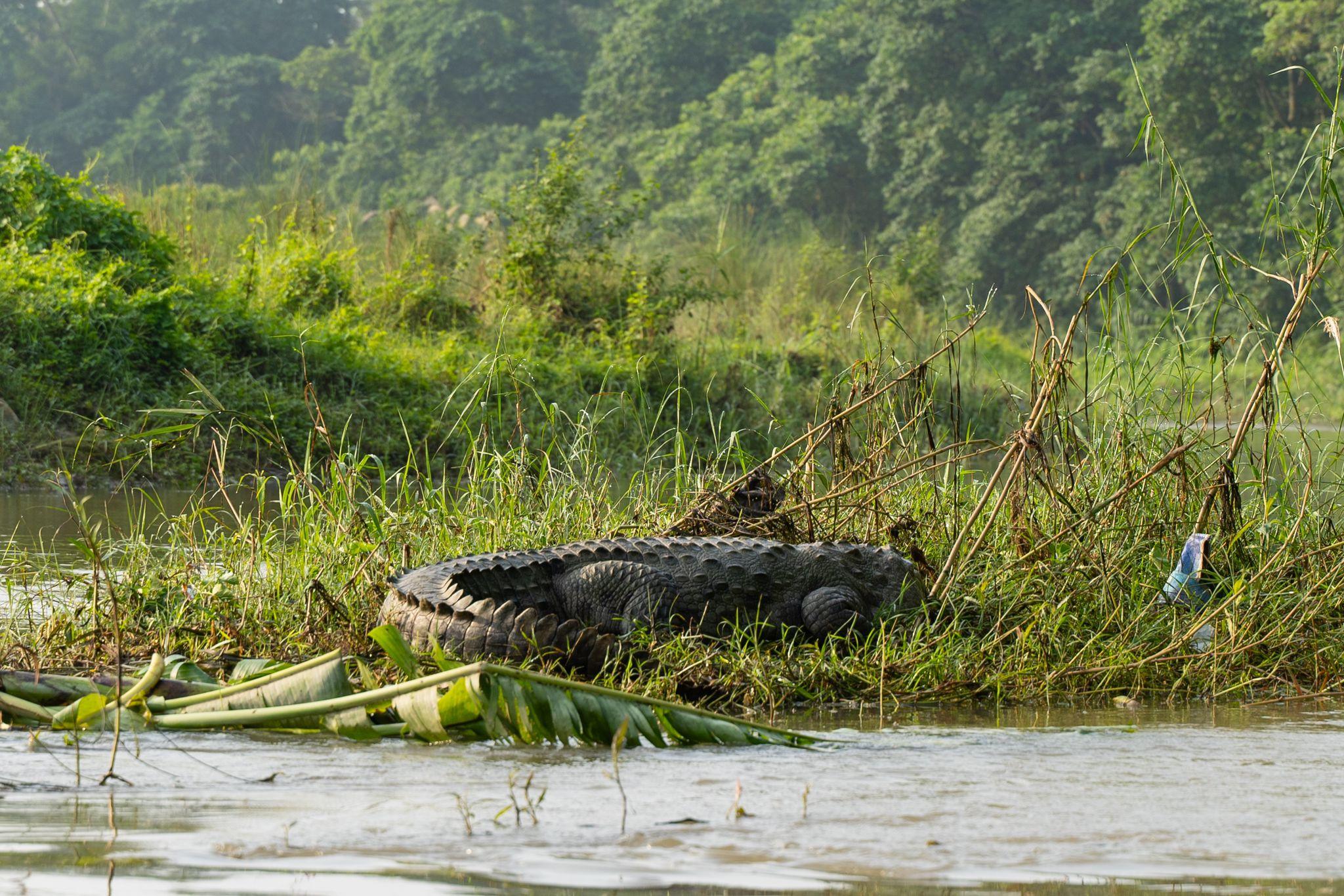 Chitwan: 2 NIGHTS 3 DAYS FULL SAFARI PACKAGE ALL INCLUSIVE 3