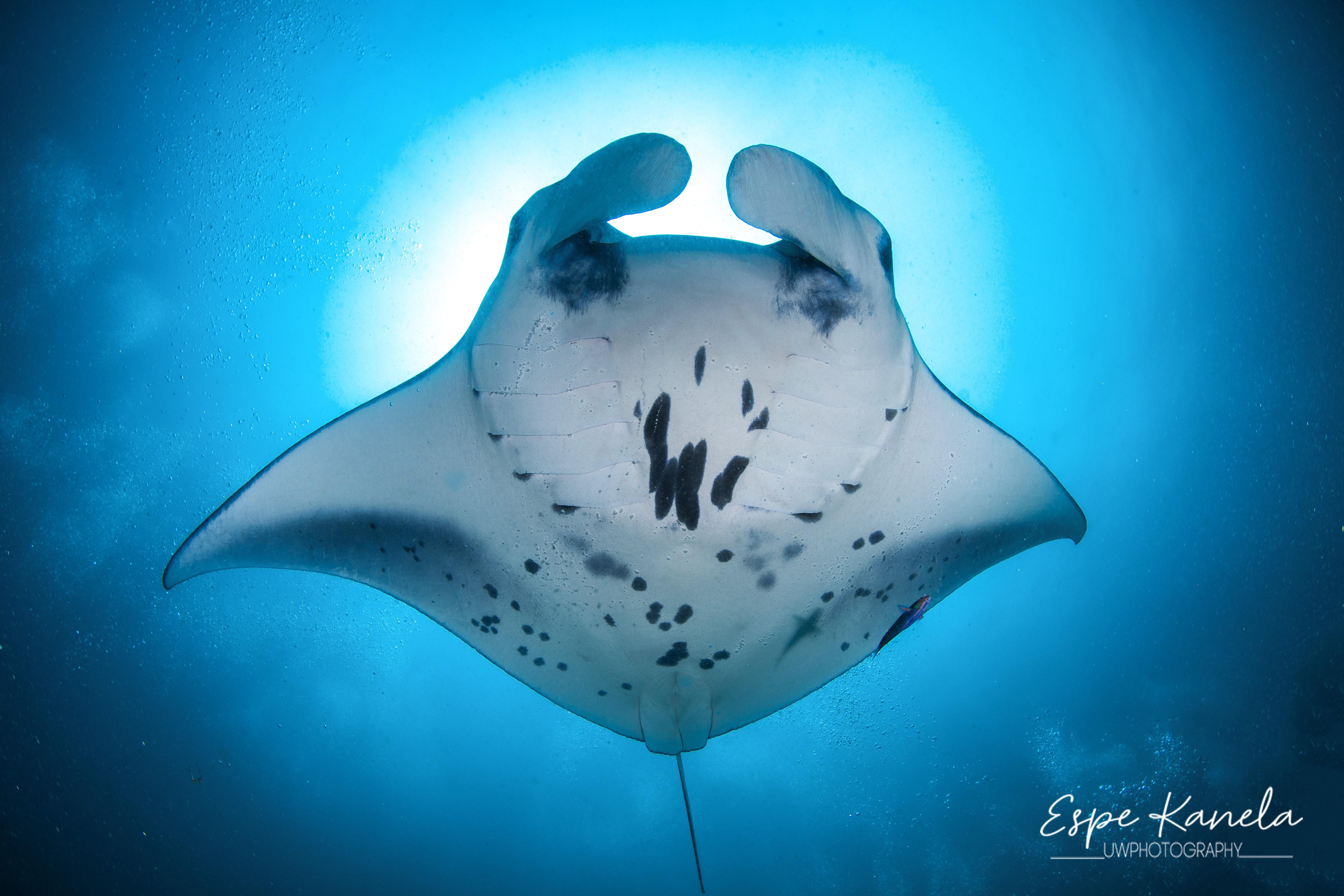 Maldives: South Ari Atoll 4-Night Diving Package 2