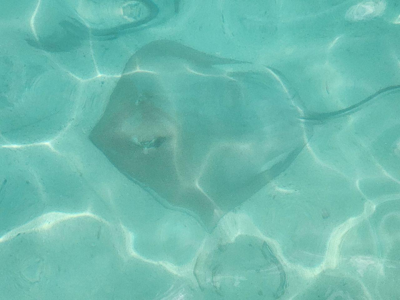 Malé: Snorkelling Tour at Kurumba House Reef & Tuna Factory 3