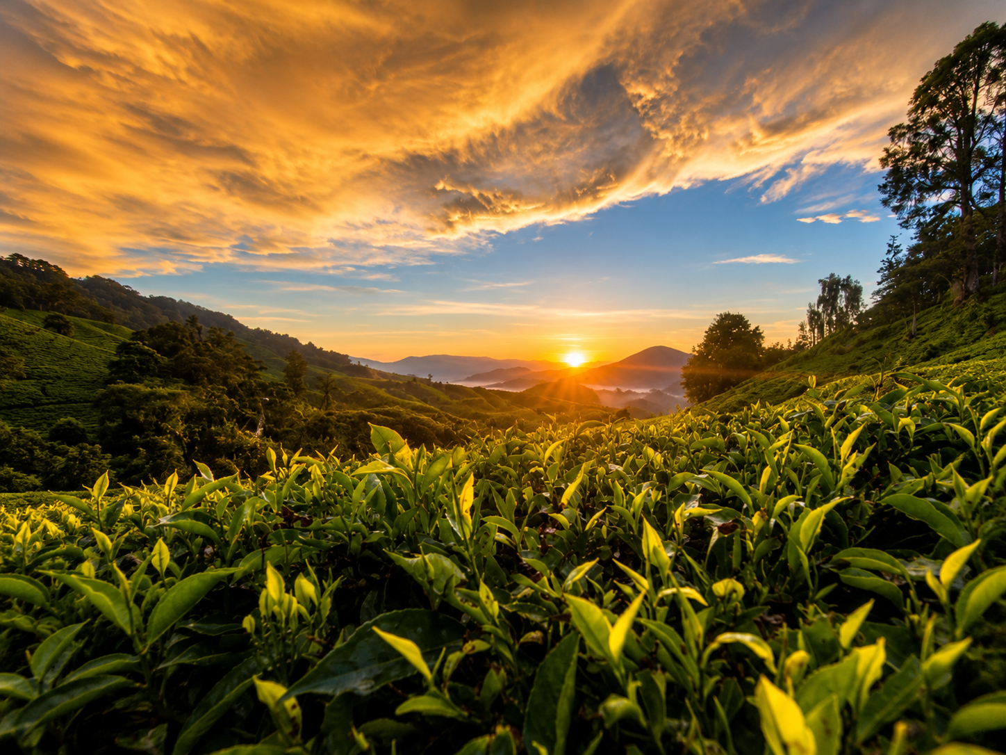 Cameron Highlands: Sunrise Tour at Tea Plantation