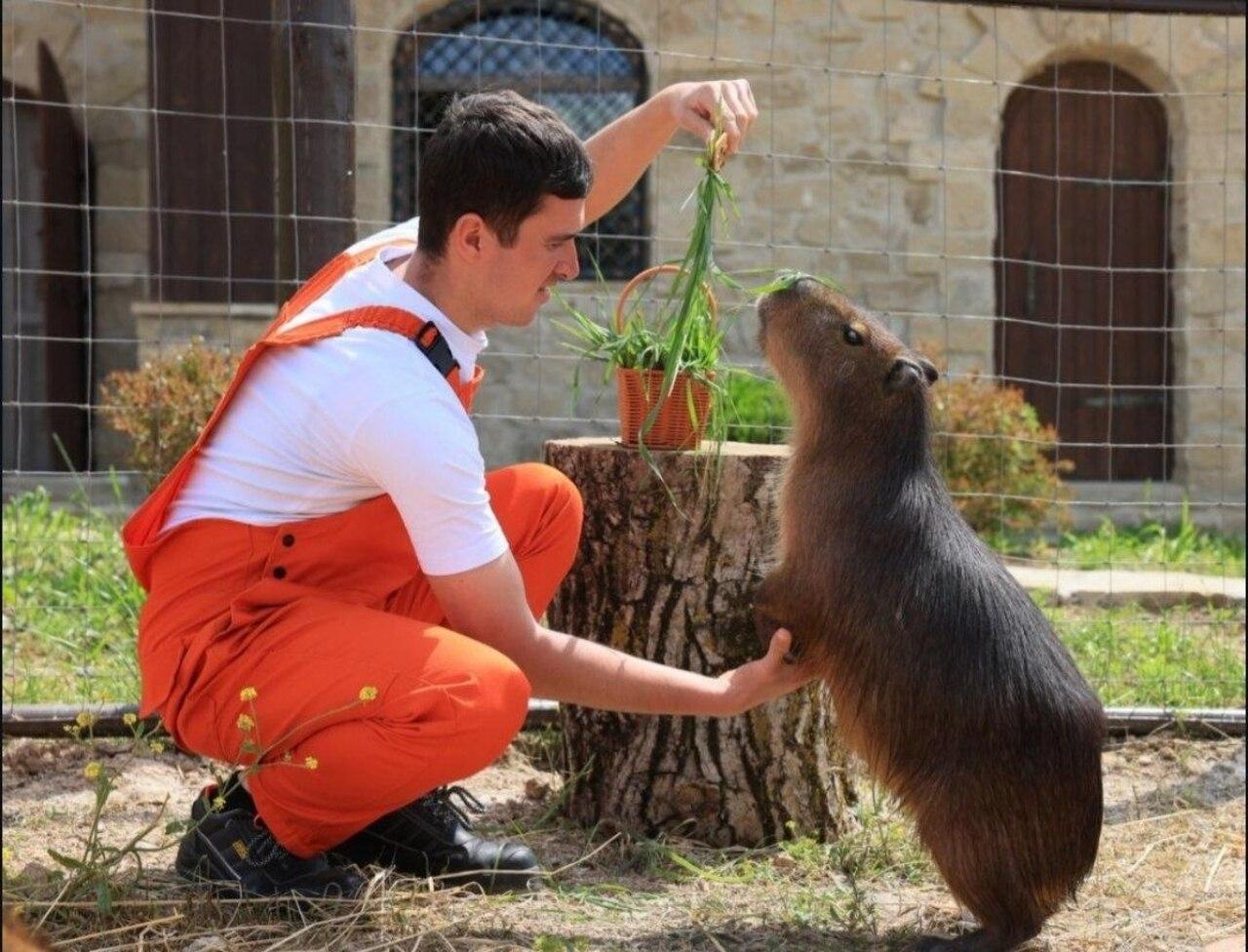 From Baku: Capybara & Alpaca Farm Day Trip with Feeding