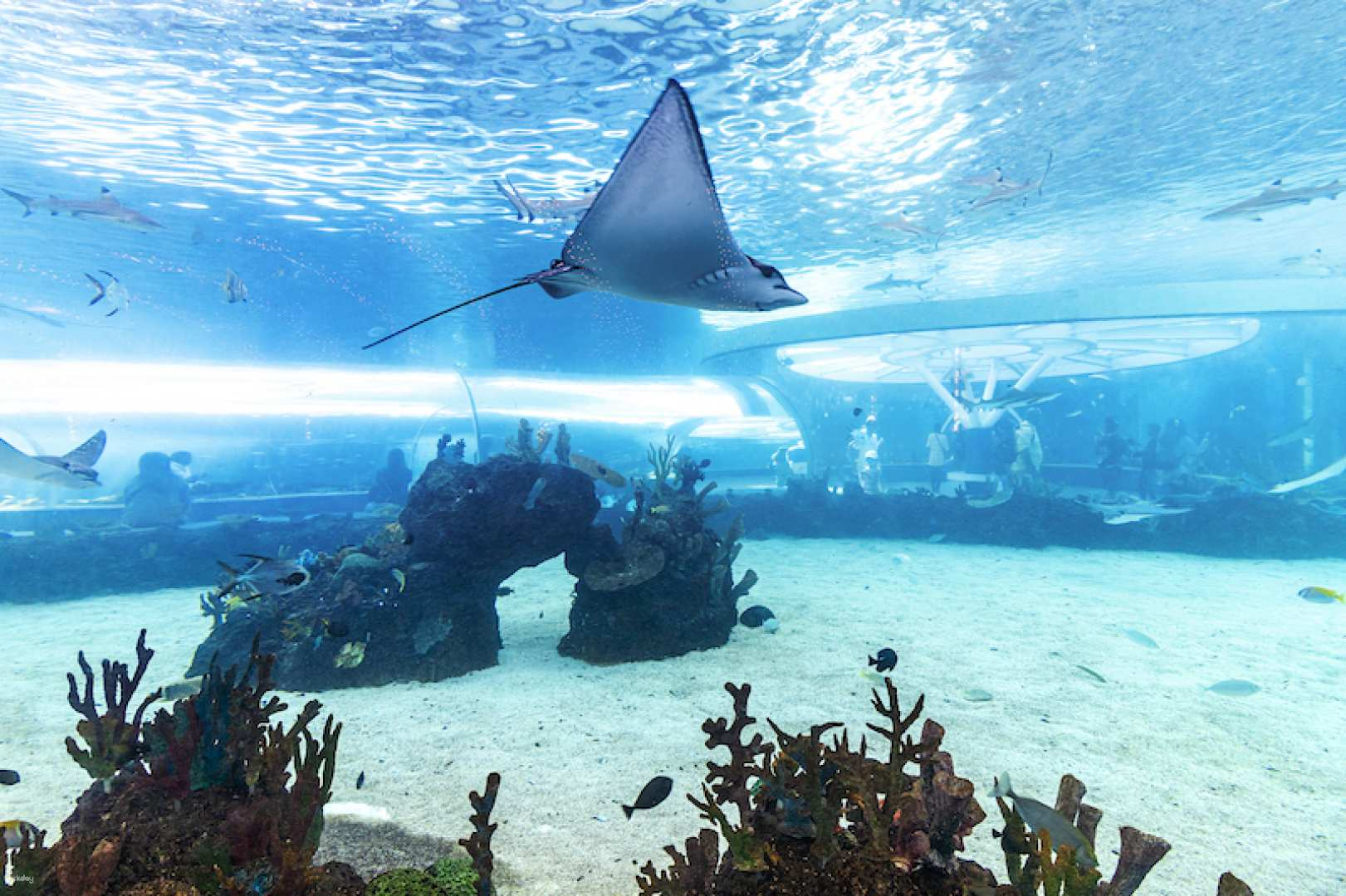 Cebu: Ocean Park Entry Ticket with Private Transfer 3