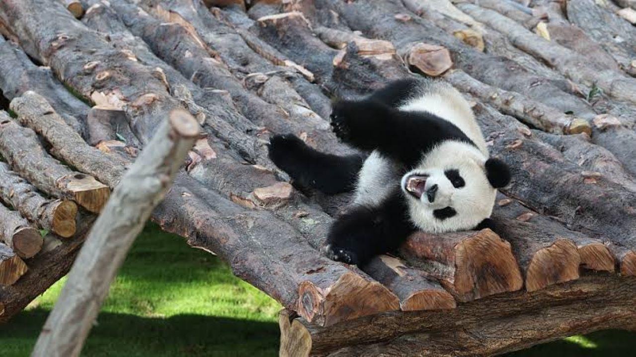Al Khor: Panda House Visit with Transportation from Doha