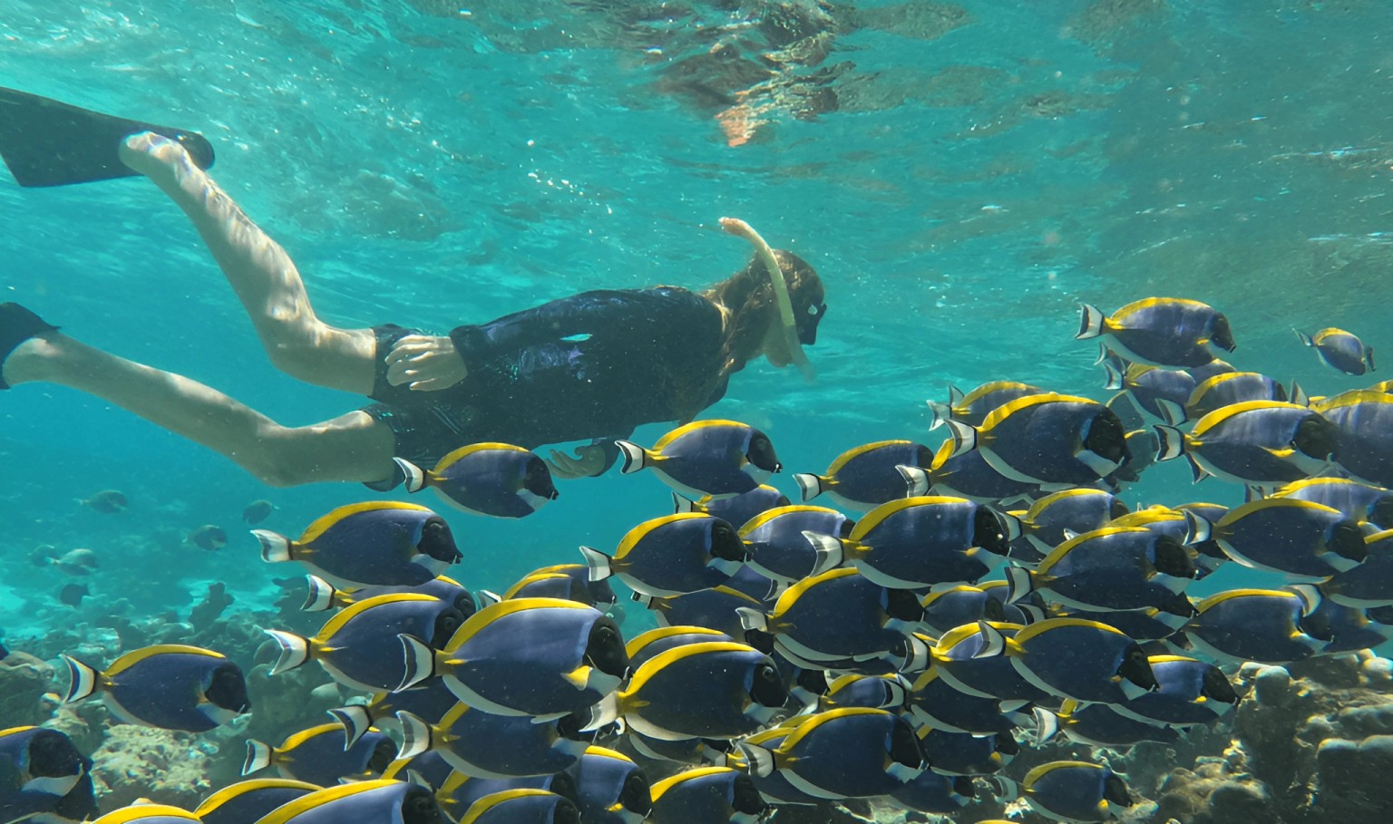Malé: Snorkeling, Turtles & Dolphin Watching Tour 3