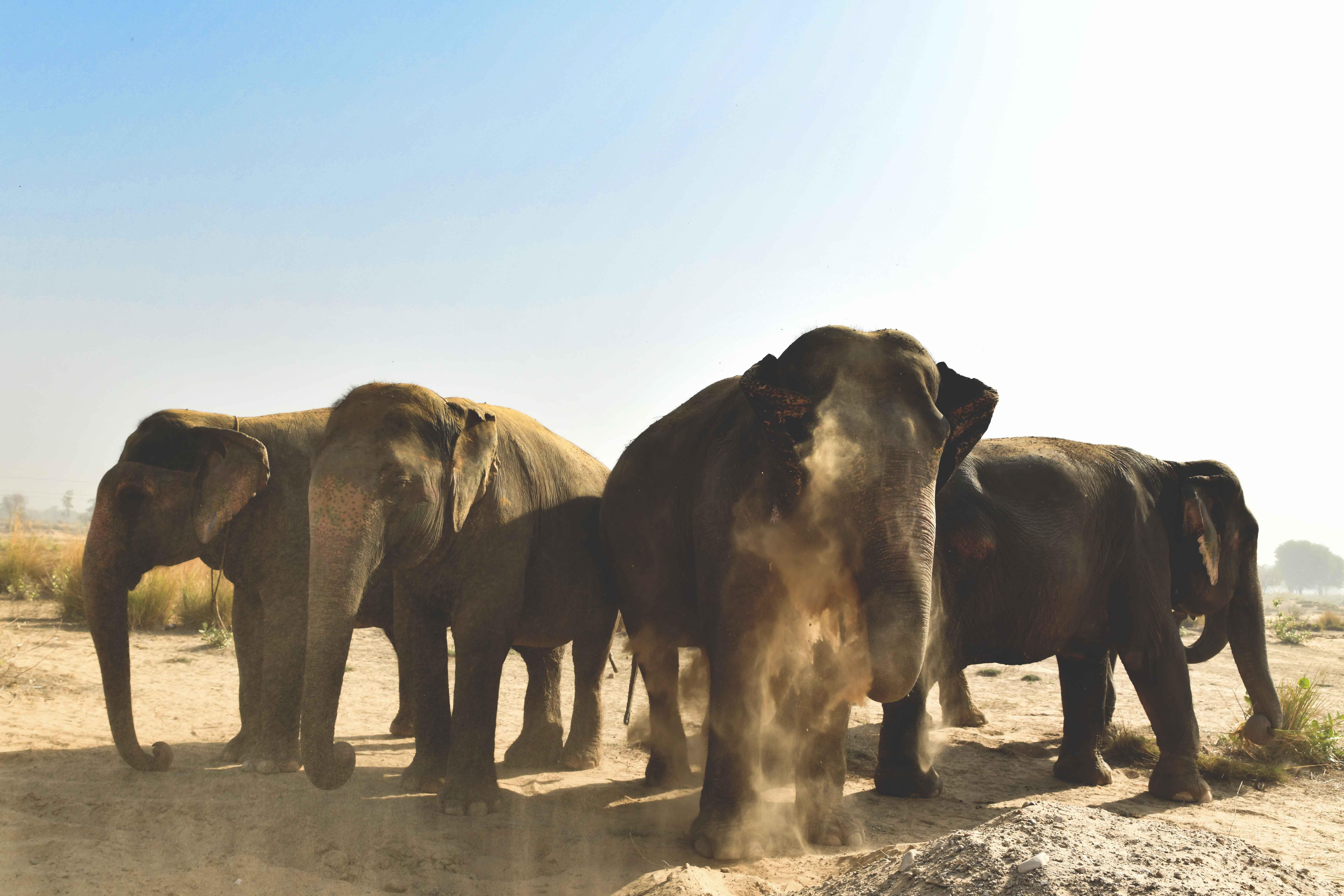Jaipur: Elefantastic Elephant Sanctuary Tour