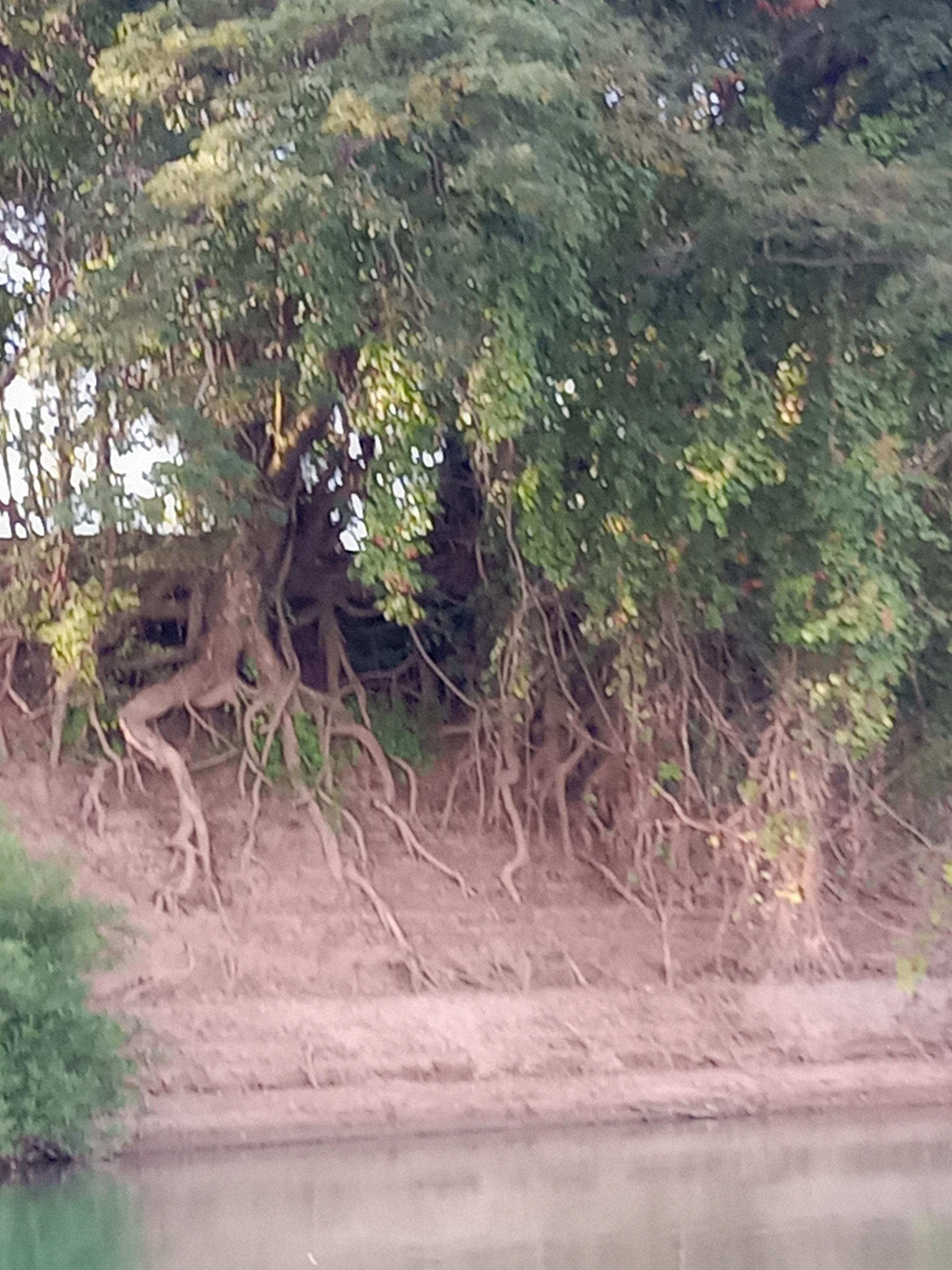 In Champasak: Private Sunset Cruise on the Mekong River 3