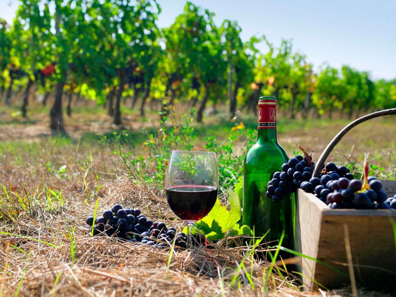 Wine tour: 4 wine factories & wineries in one day