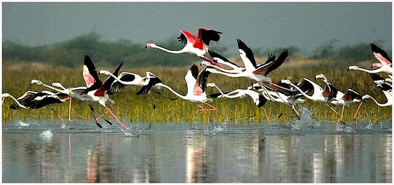 Keoladeo Bird Park Tour with one way transfer Jaipur to Agra 3