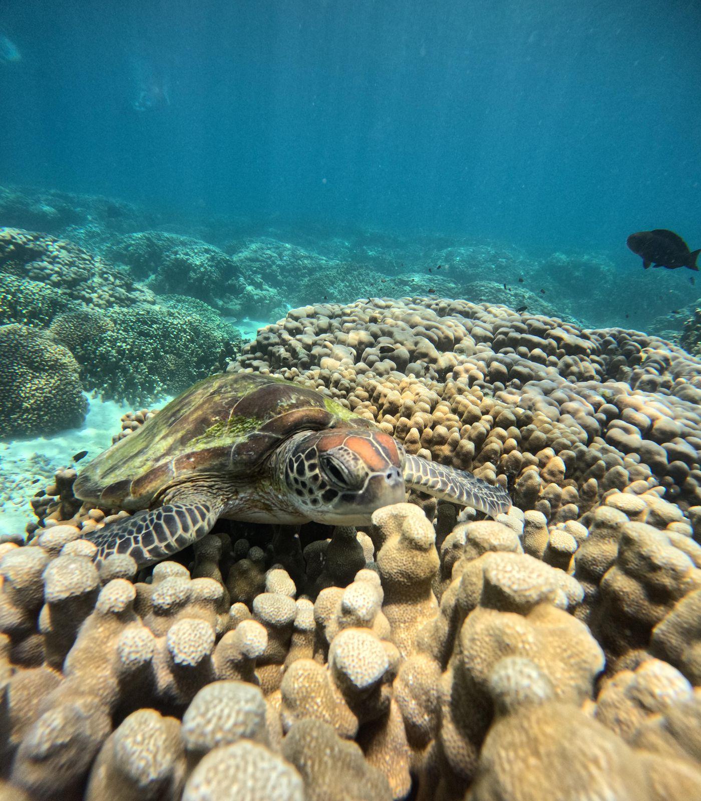 Oman: Daymaniyat Islands Sea Turtle Snorkeling Trip 2
