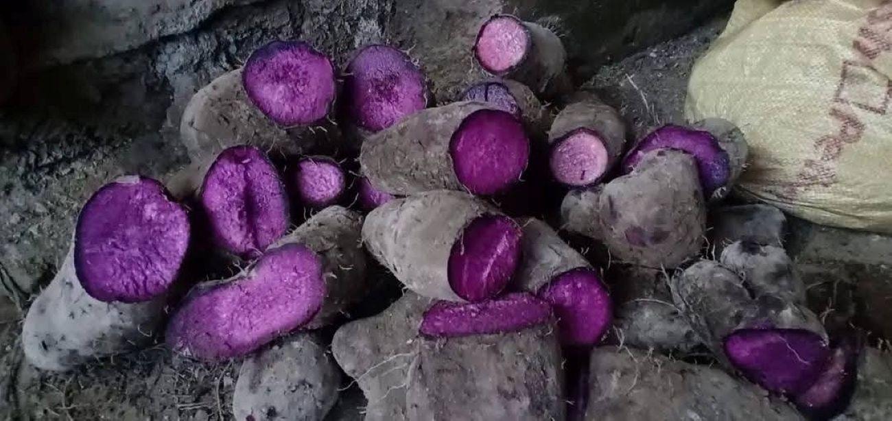 From Manila: Pampanga Ube Farm Tour with Snacks 3