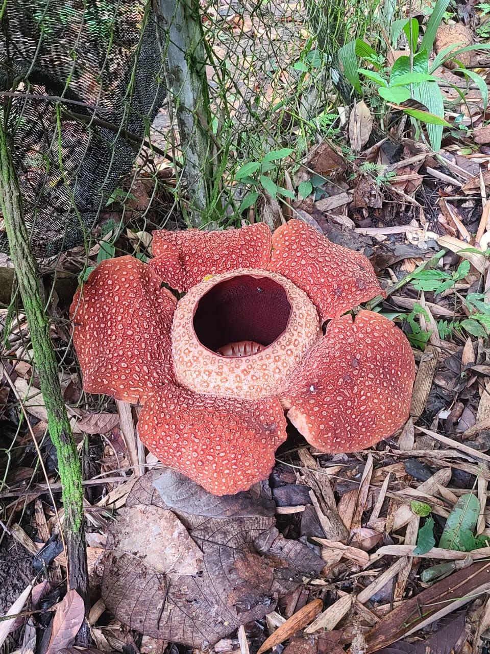 Sabah: Nature Walk, Rafflesia Garden & Poring Hot Springs 2