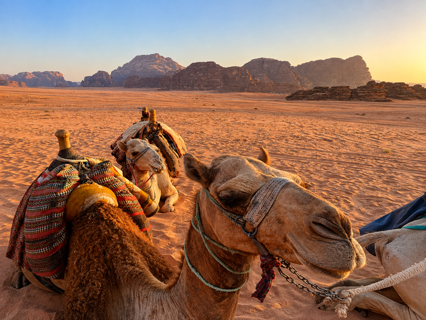 Camel Ride, Traditional Dinner & Party I 4 Hours in Wadi Rum