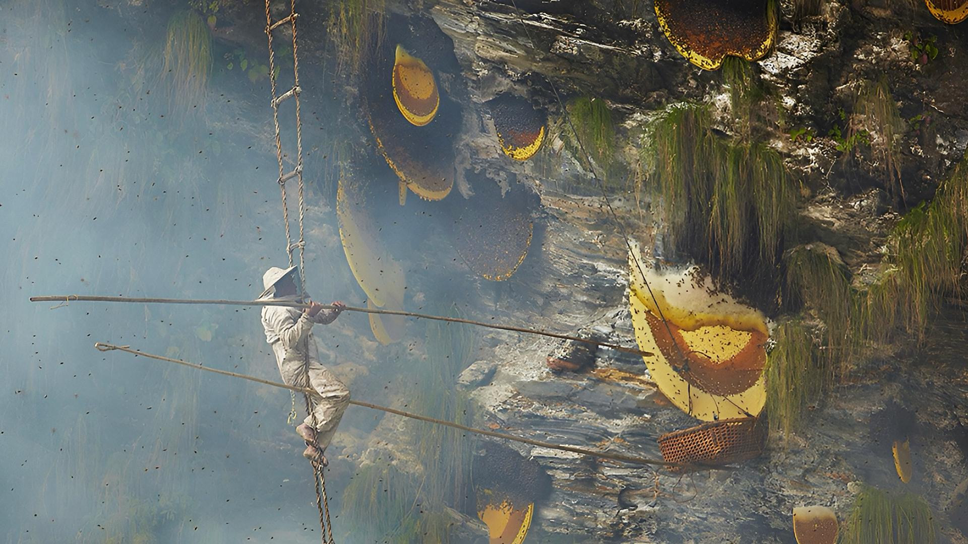 From Pokhara: Parbat District Honey Hunting Tour 3