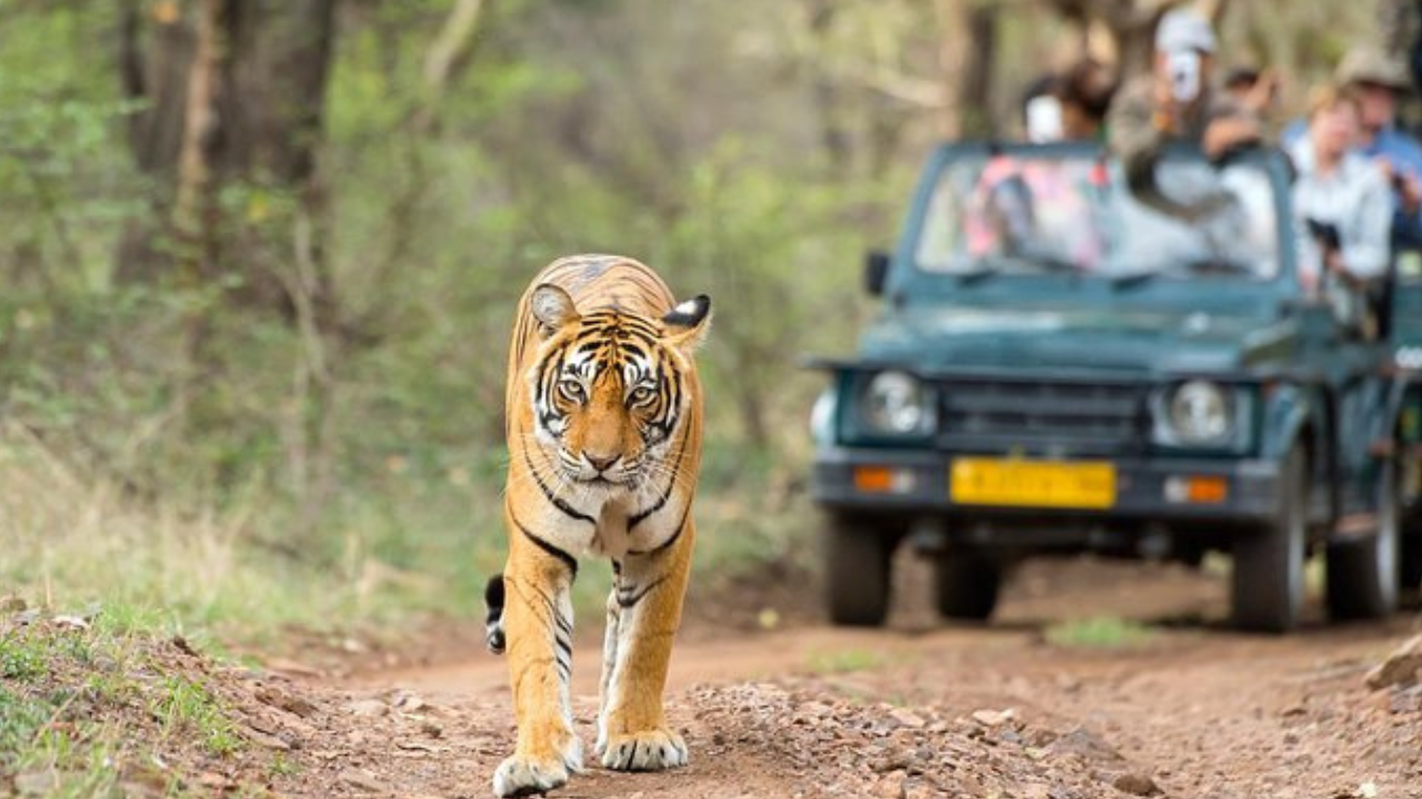 Delhi: 7 Days Golden Triangle with Tiger safari & Varanasi 3