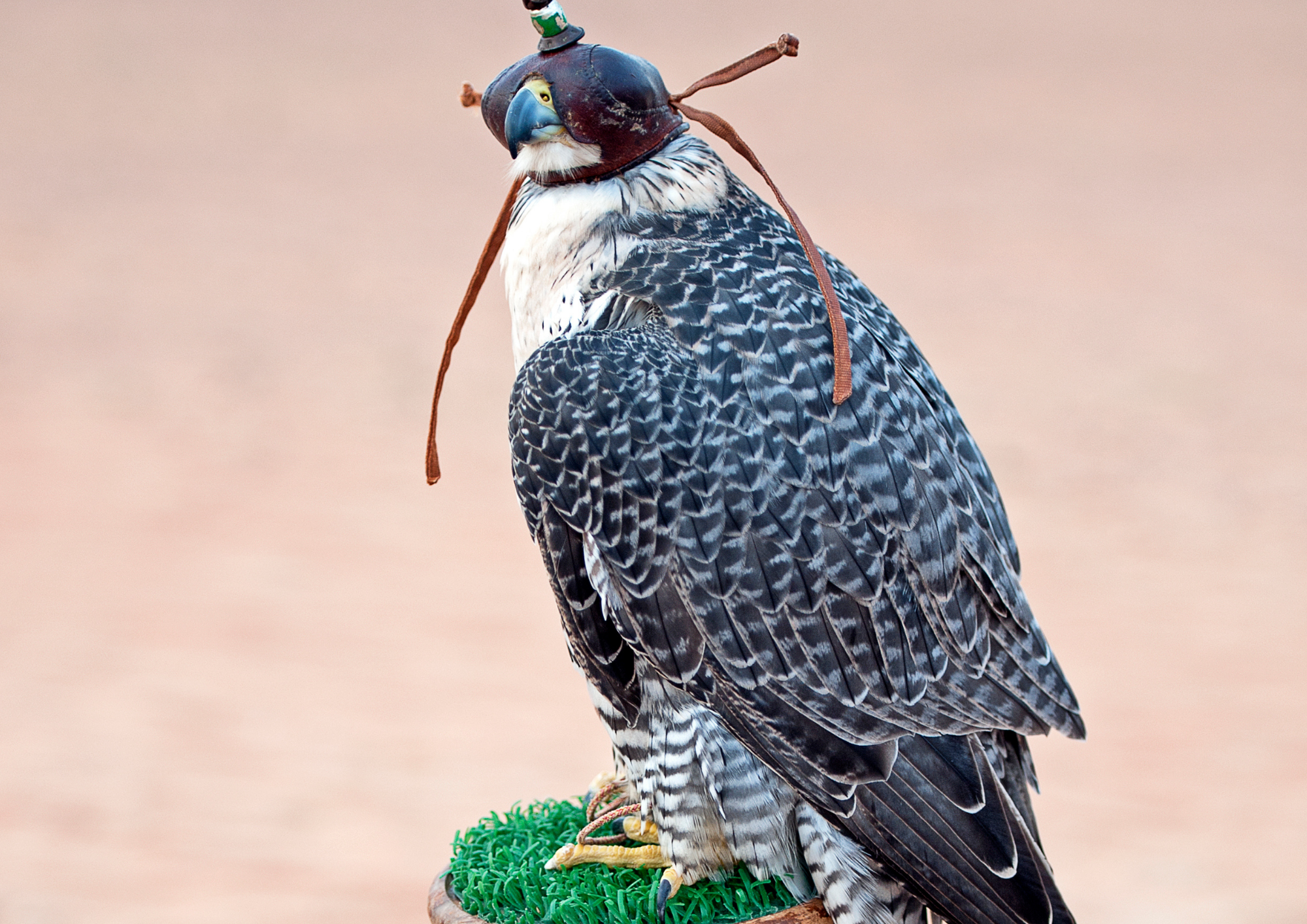 Doha: Dune Safari, Camel Ride, & Sandboarding with Transfer 3
