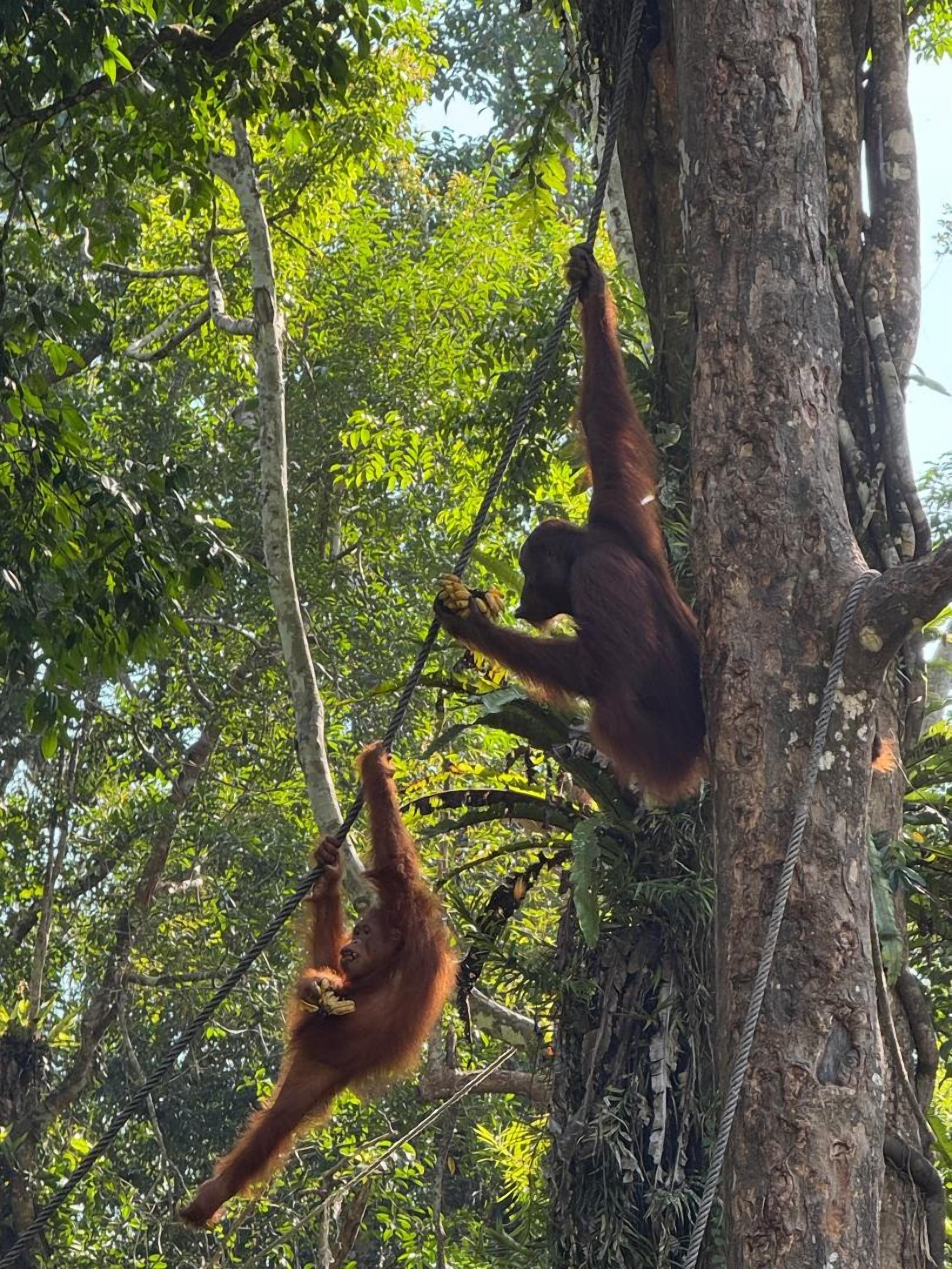 Kuching Orangutan Tour