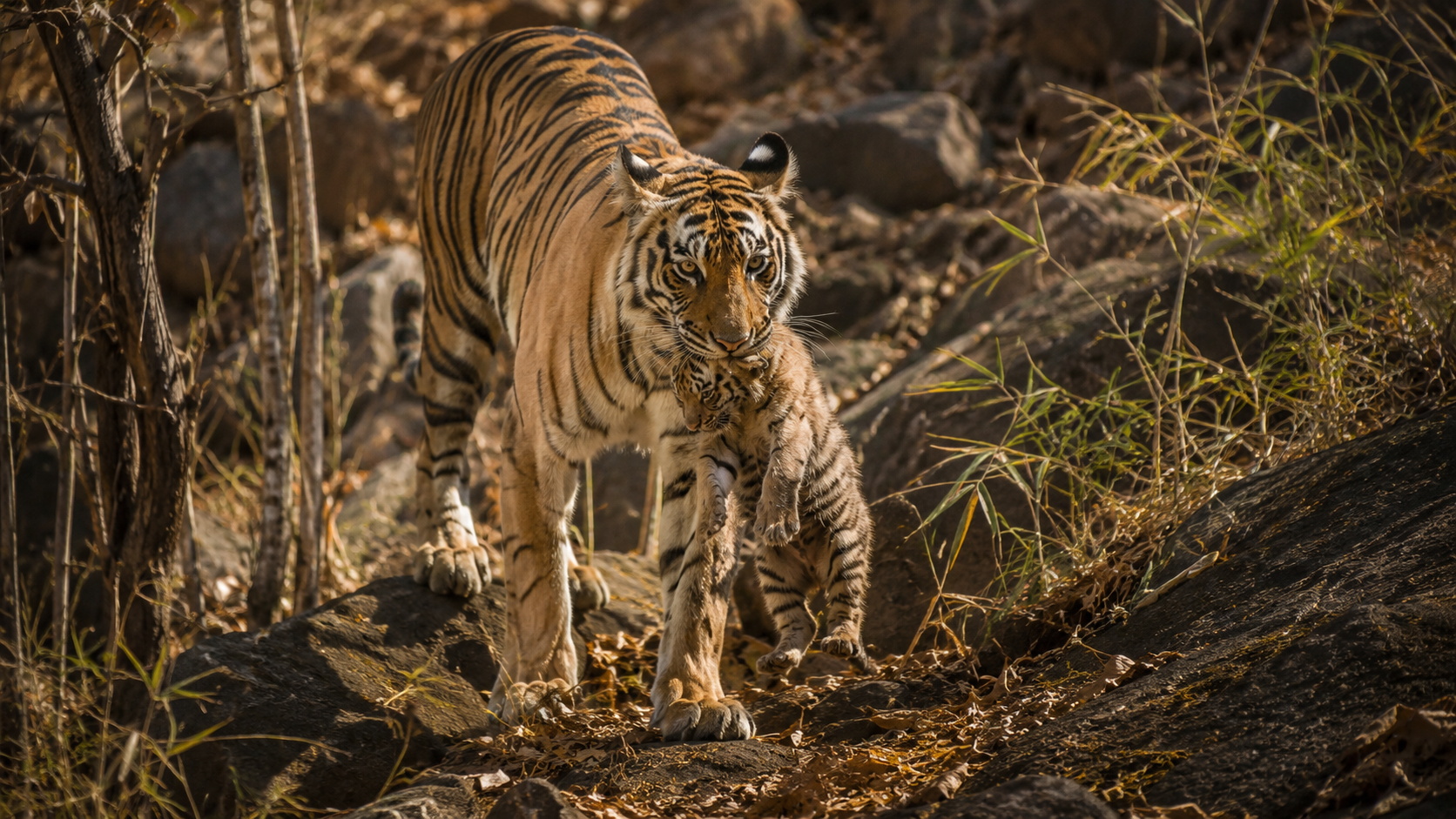 Jim Corbett: Tiger Trails Safari by Jeep or Canter 3