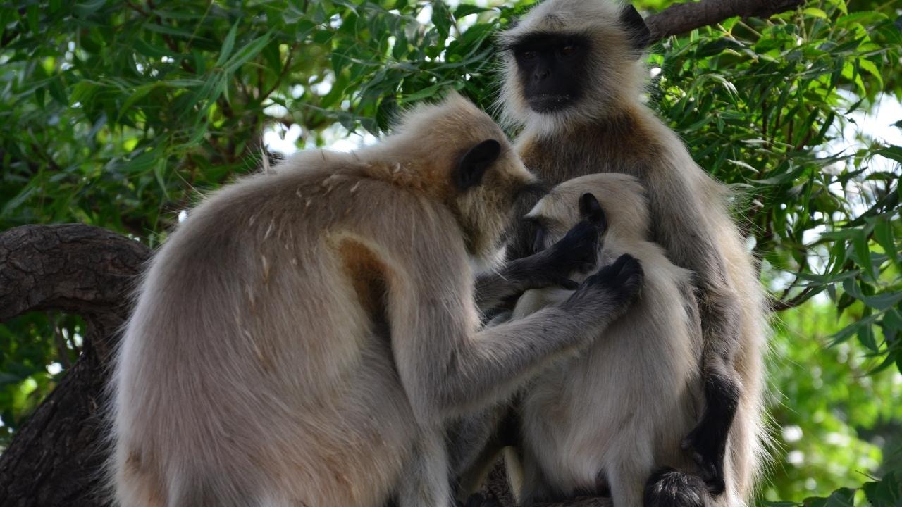 Jaipur: Sariska Tiger Reserve 1-Night Safari & Transfer 3