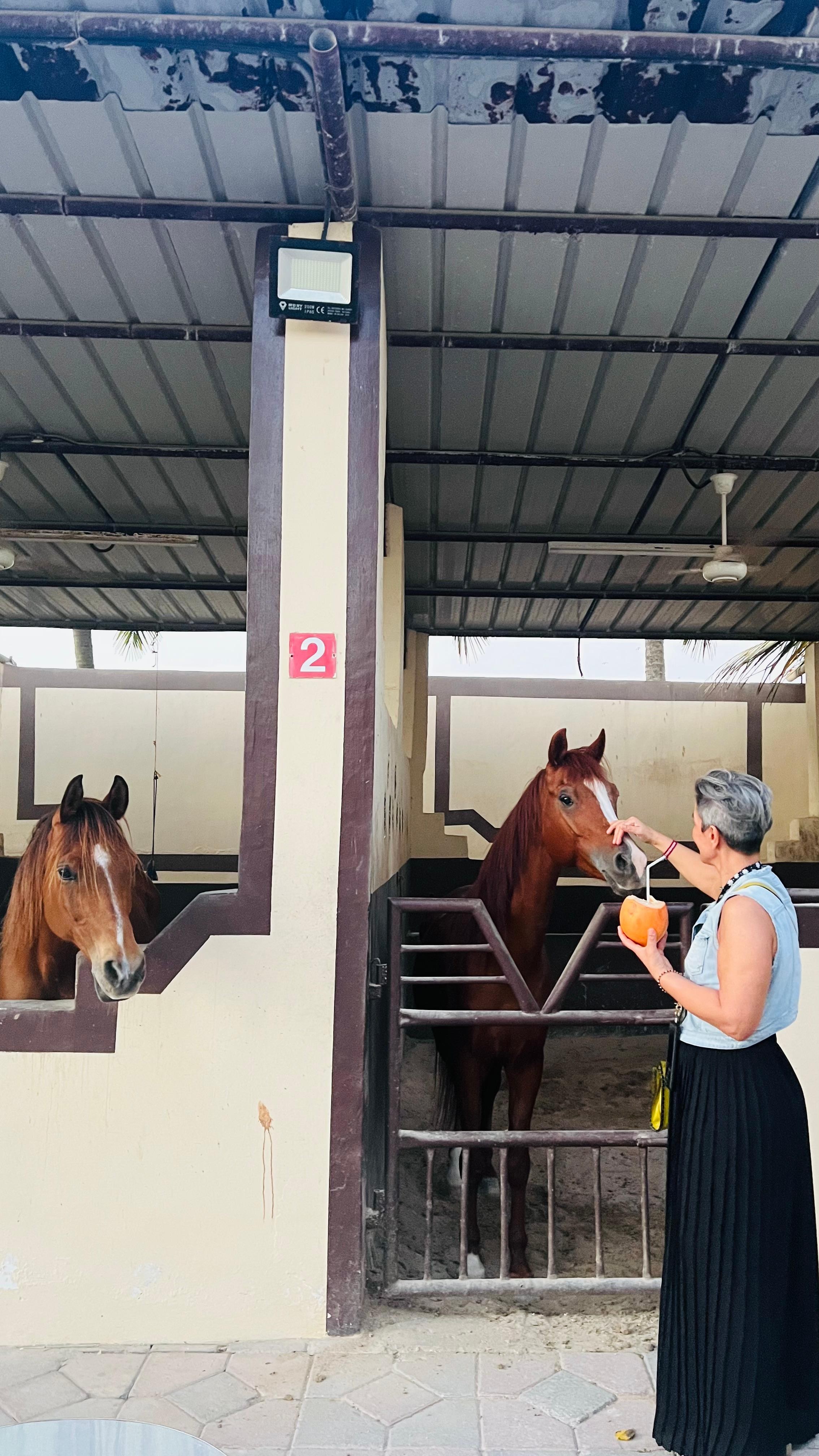 Salalah: Horse Riding by the Beach 2
